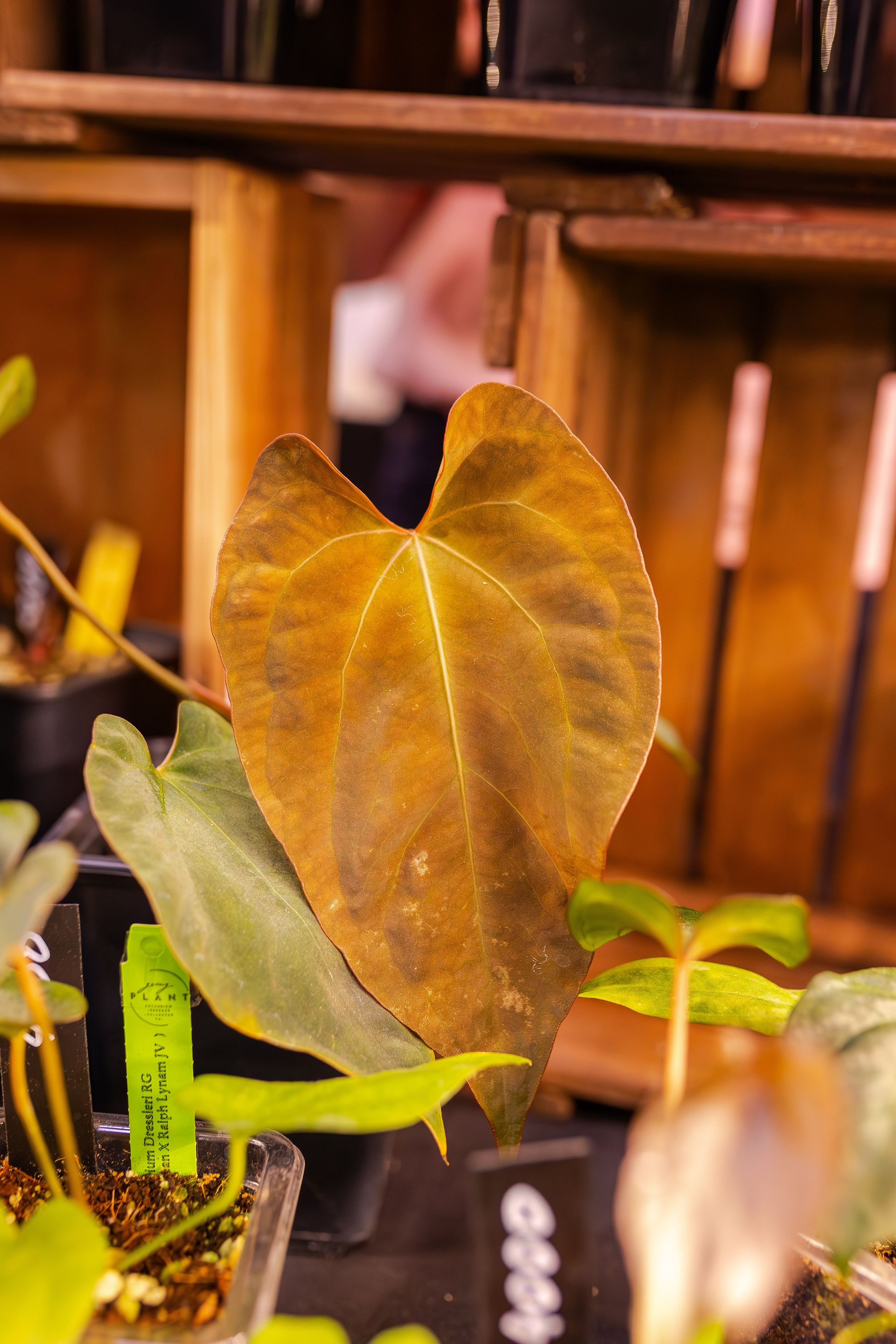 Монстериум апрель 2026. Александра Куликова фотограф, Москва