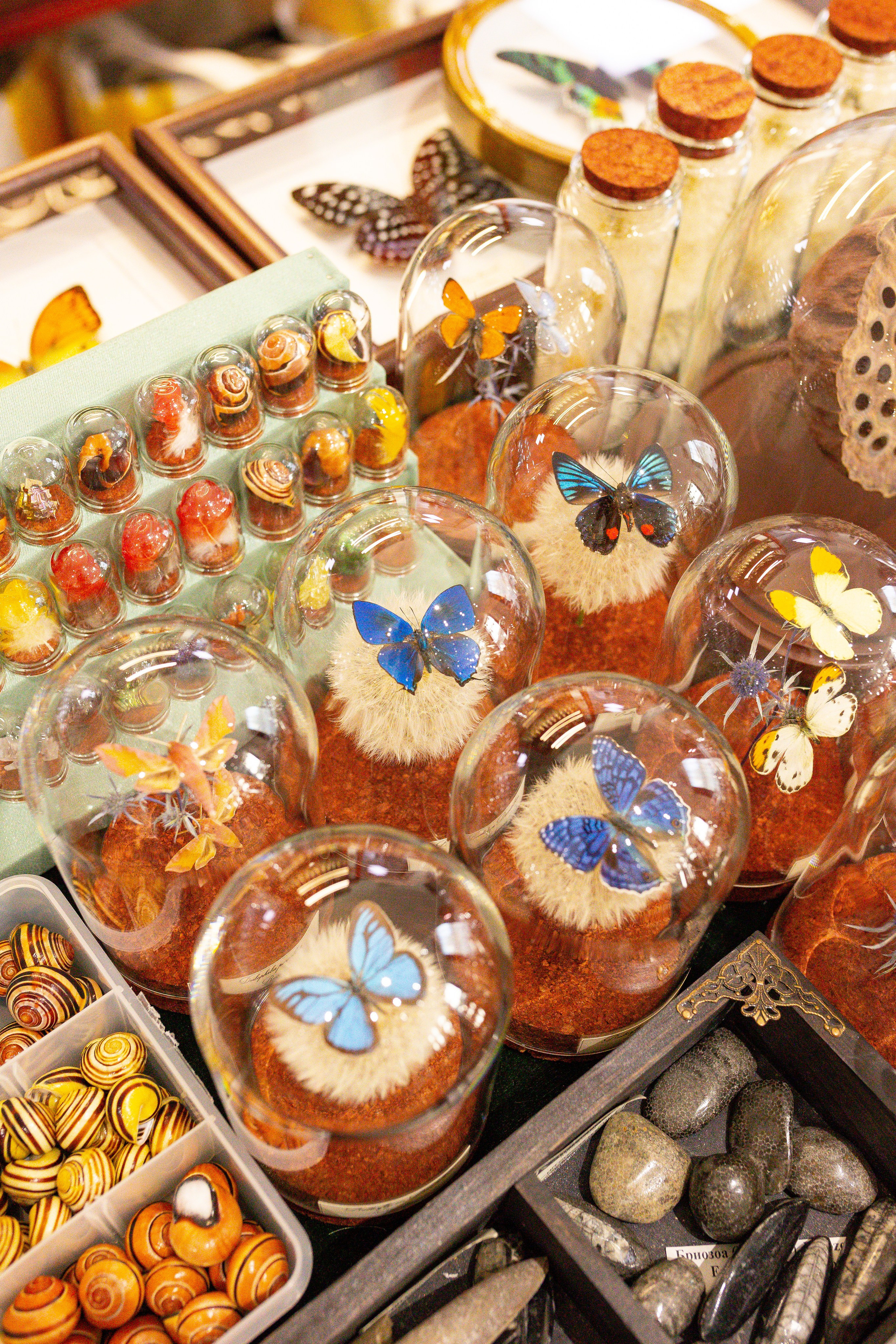 Орхидиум сентябрь 2025. Александра Куликова фотограф, Москва