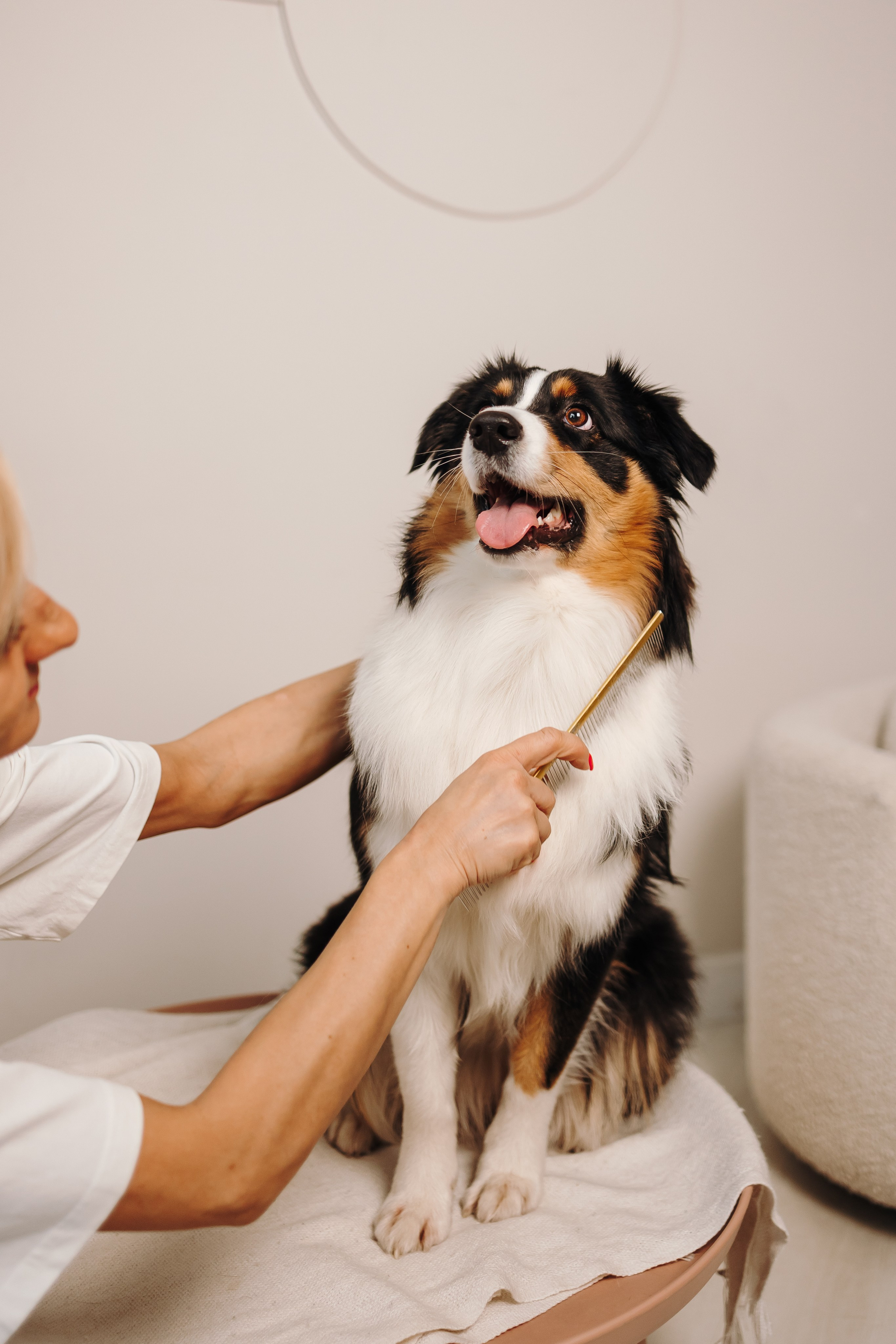 Груминг. Фотограф-анималист в Санкт-Петербурге Алина Яхонт