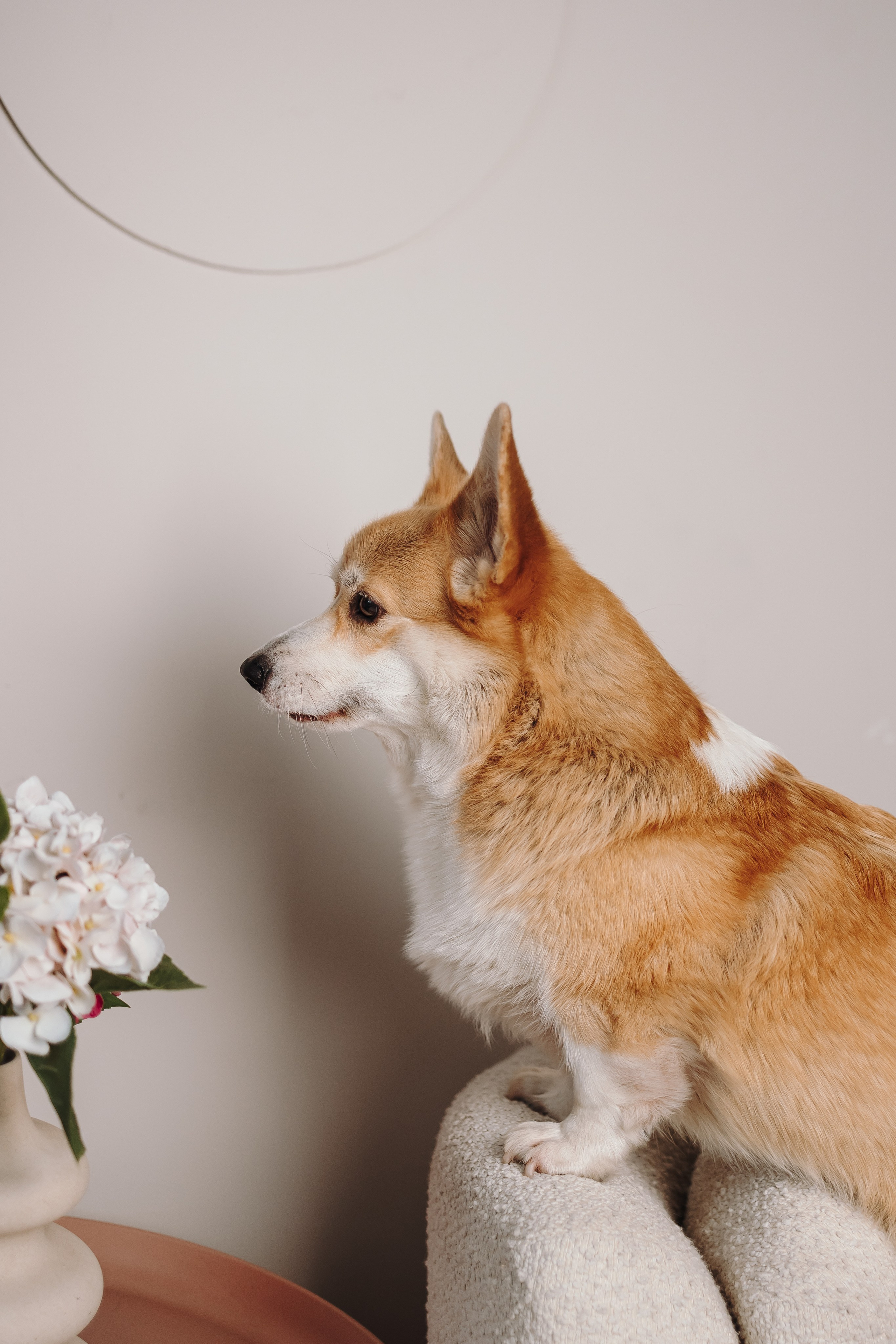 Груминг. Фотограф-анималист в Санкт-Петербурге Алина Яхонт