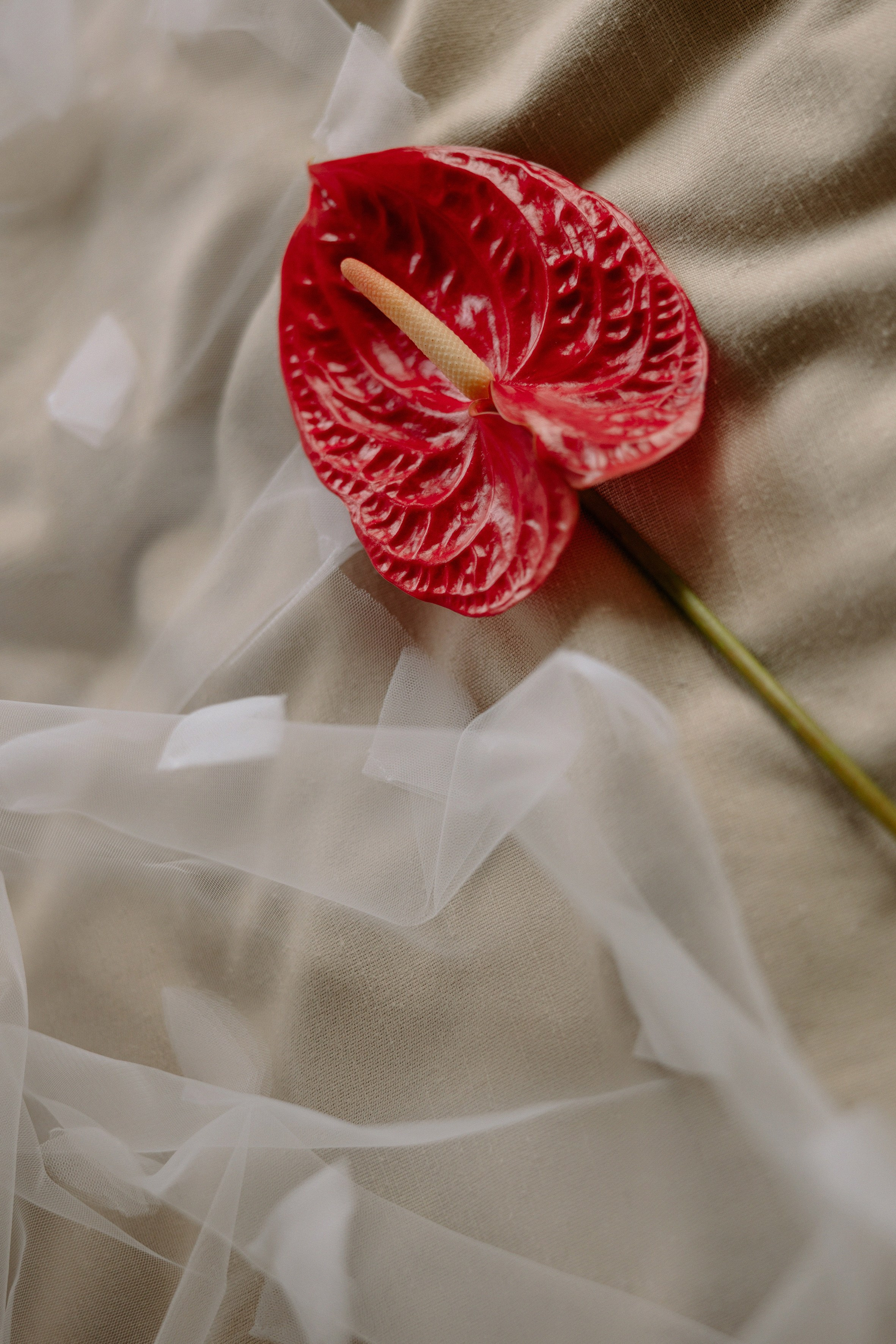 Юлия и Александр в отеле '12 причин' и кафе 'Мишель'. Свадебный фотограф Москва