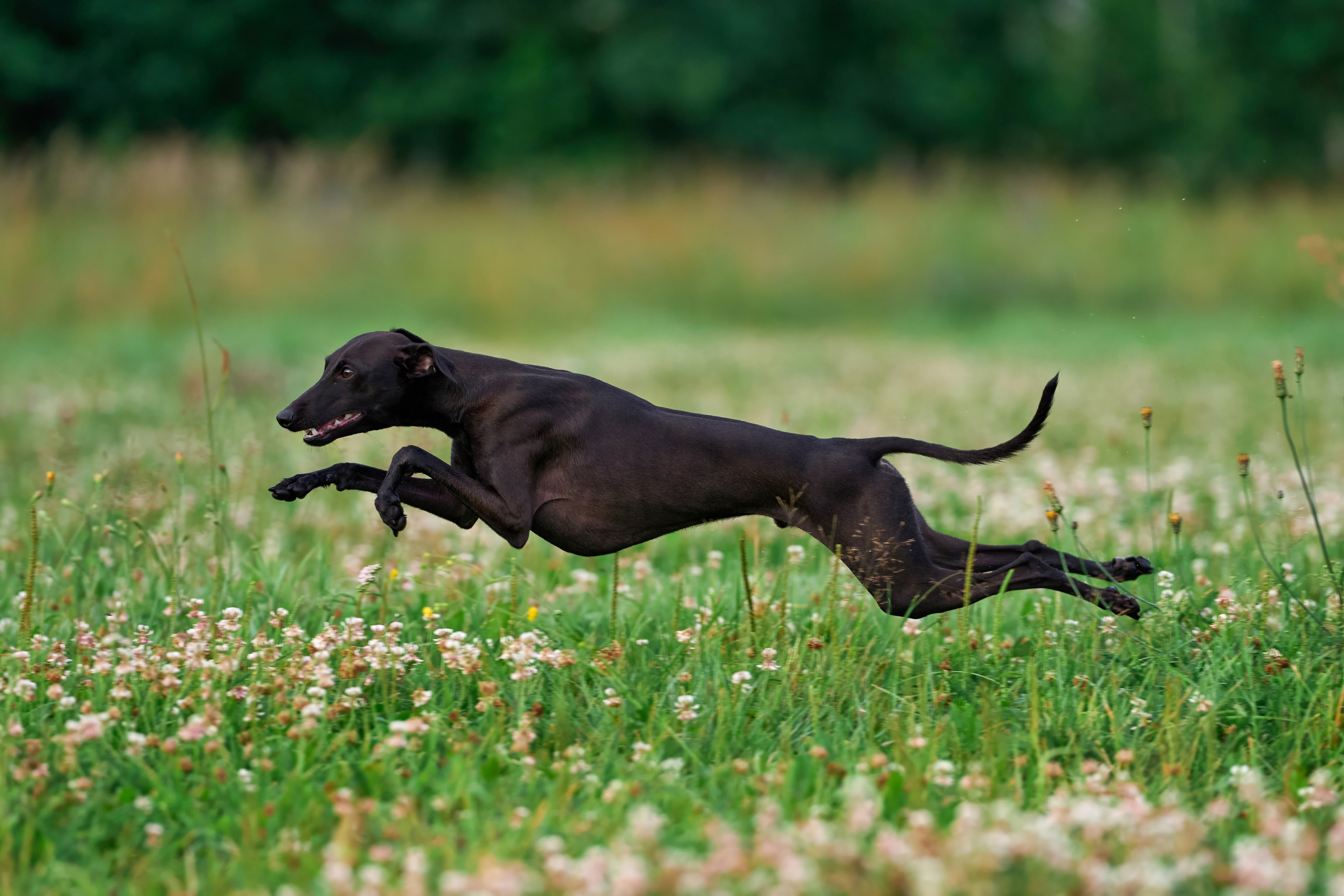 Тренировка по курсингу в Донино. Фотограф-анималист Михаил Манухин