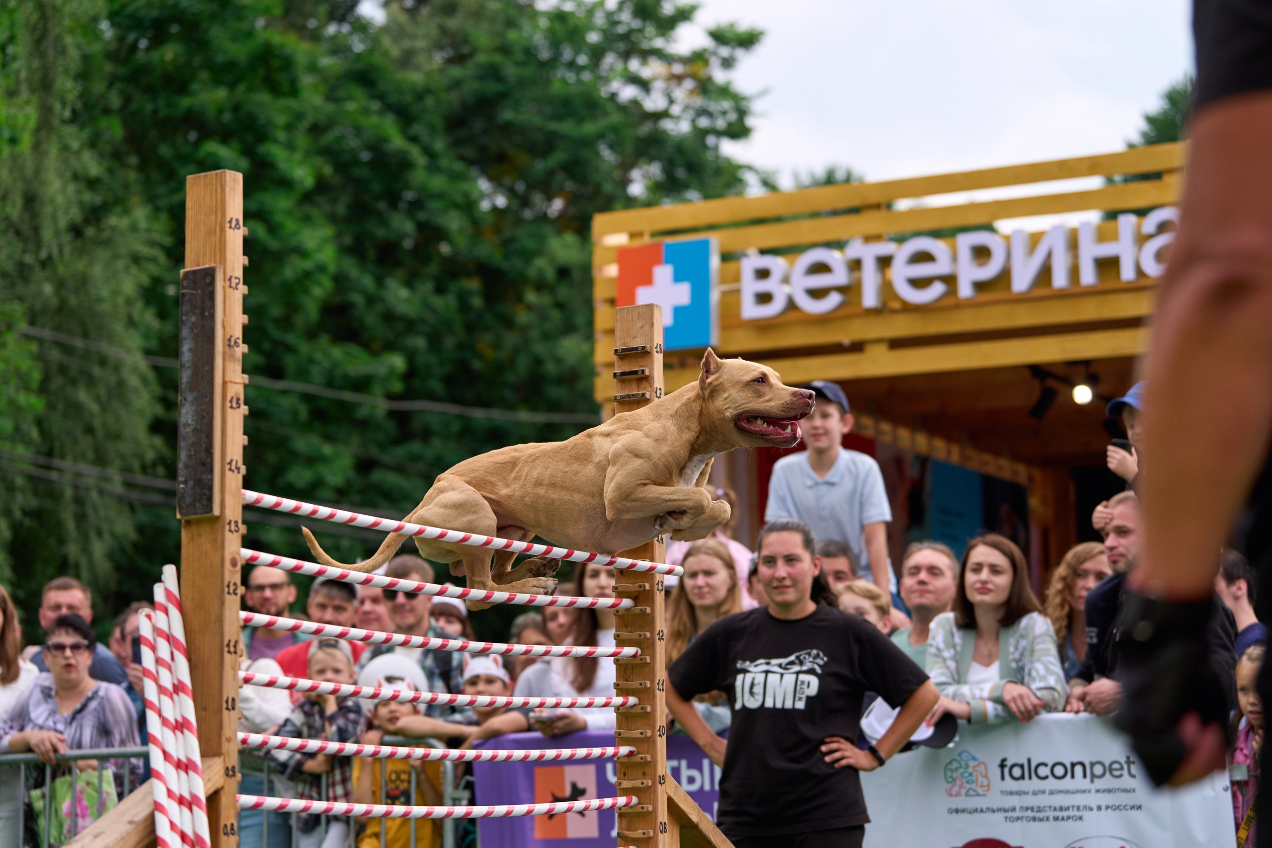 4 лапы Фест. Многоборье. Фотограф-анималист Михаил Манухин