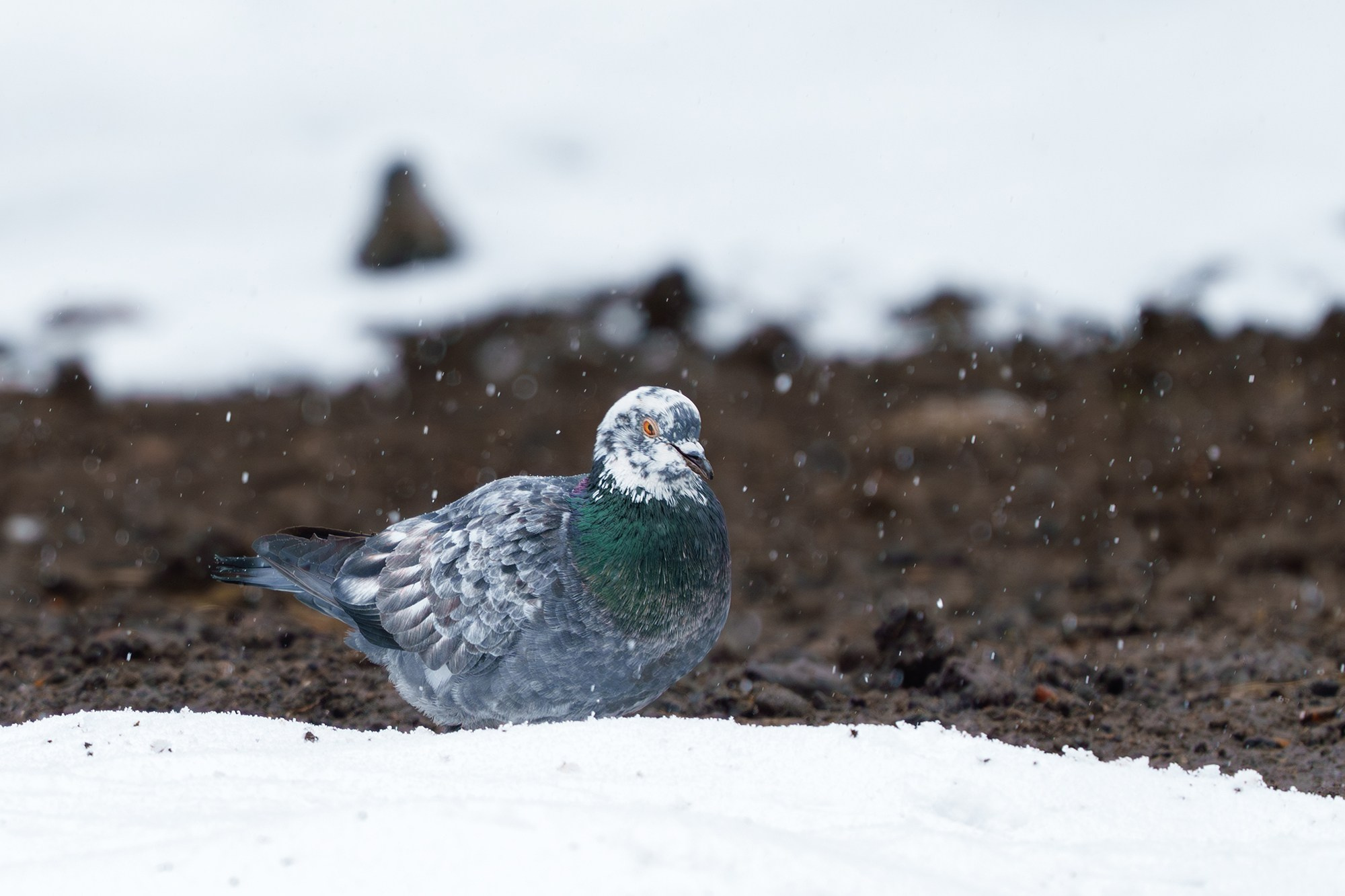 Удивительные мир птиц. Вокруг нас столько прекрасного — присмотритесь!. Ваш личный фотограф Марина Волкова