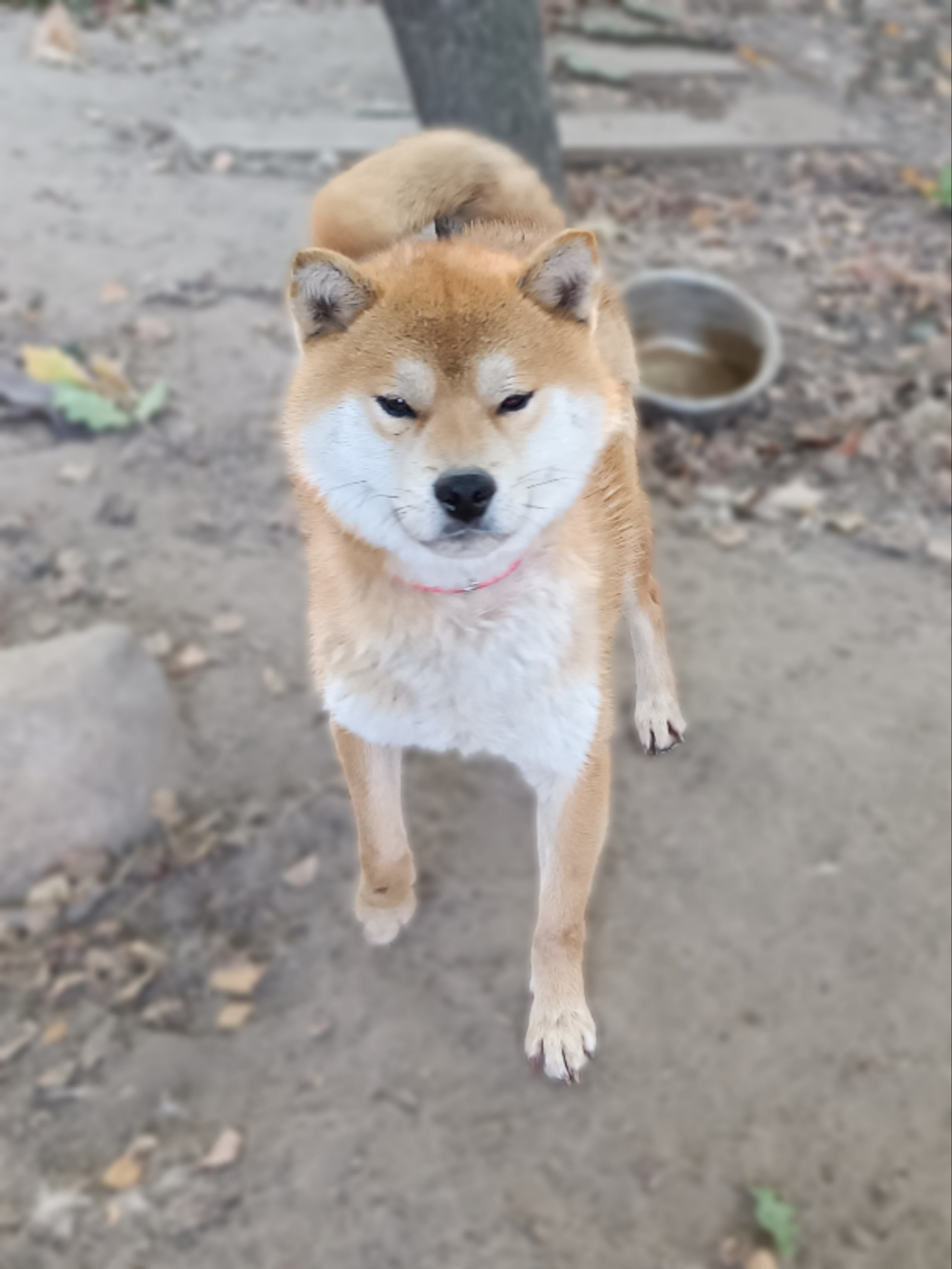 Ганжи * Yuzhyy Solnechnyy Pes Ganji. AMERICAN AKITA RUBYLIGHT KENNEL I SHIBA-INU