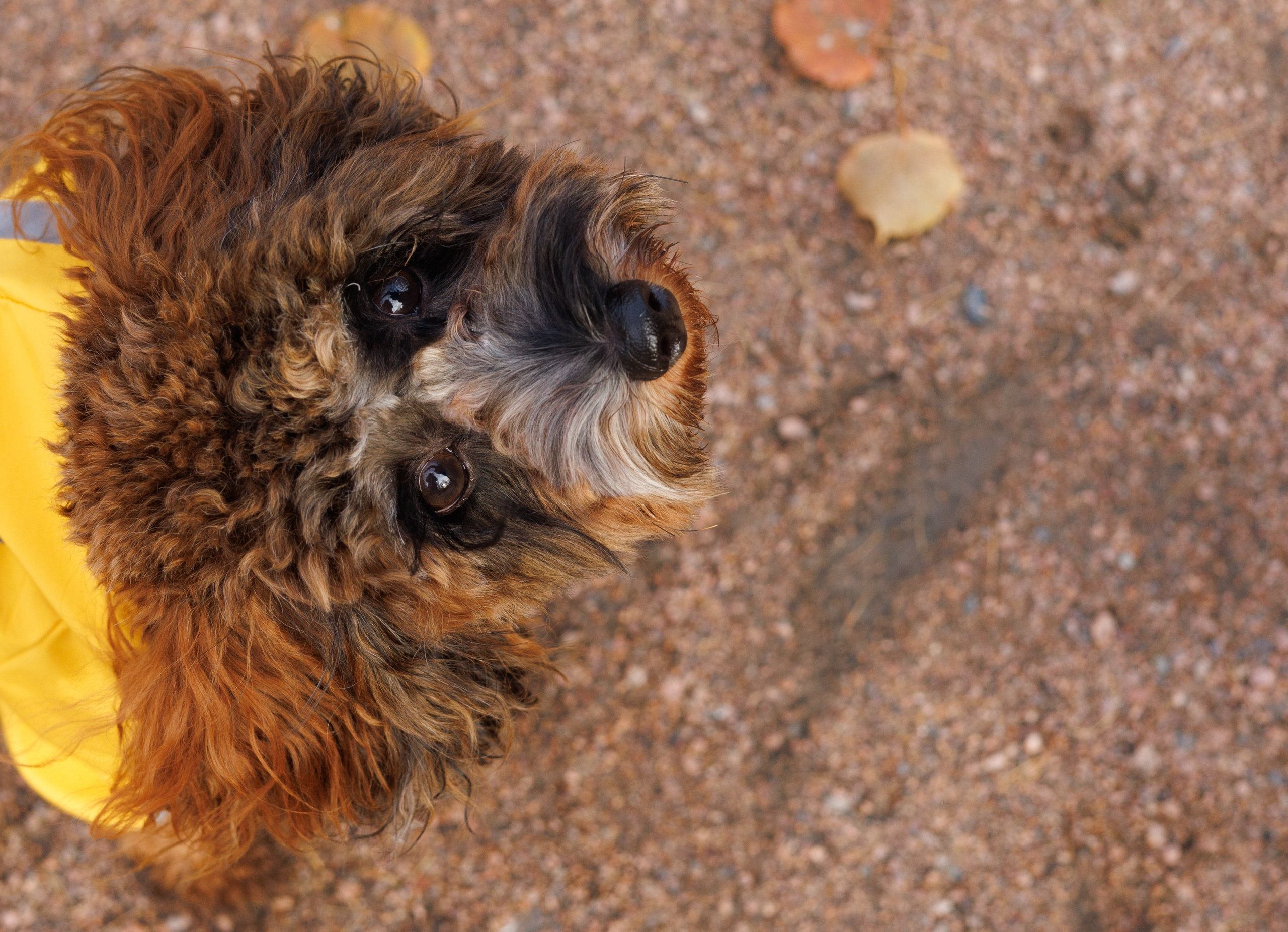 Летающая Мерси