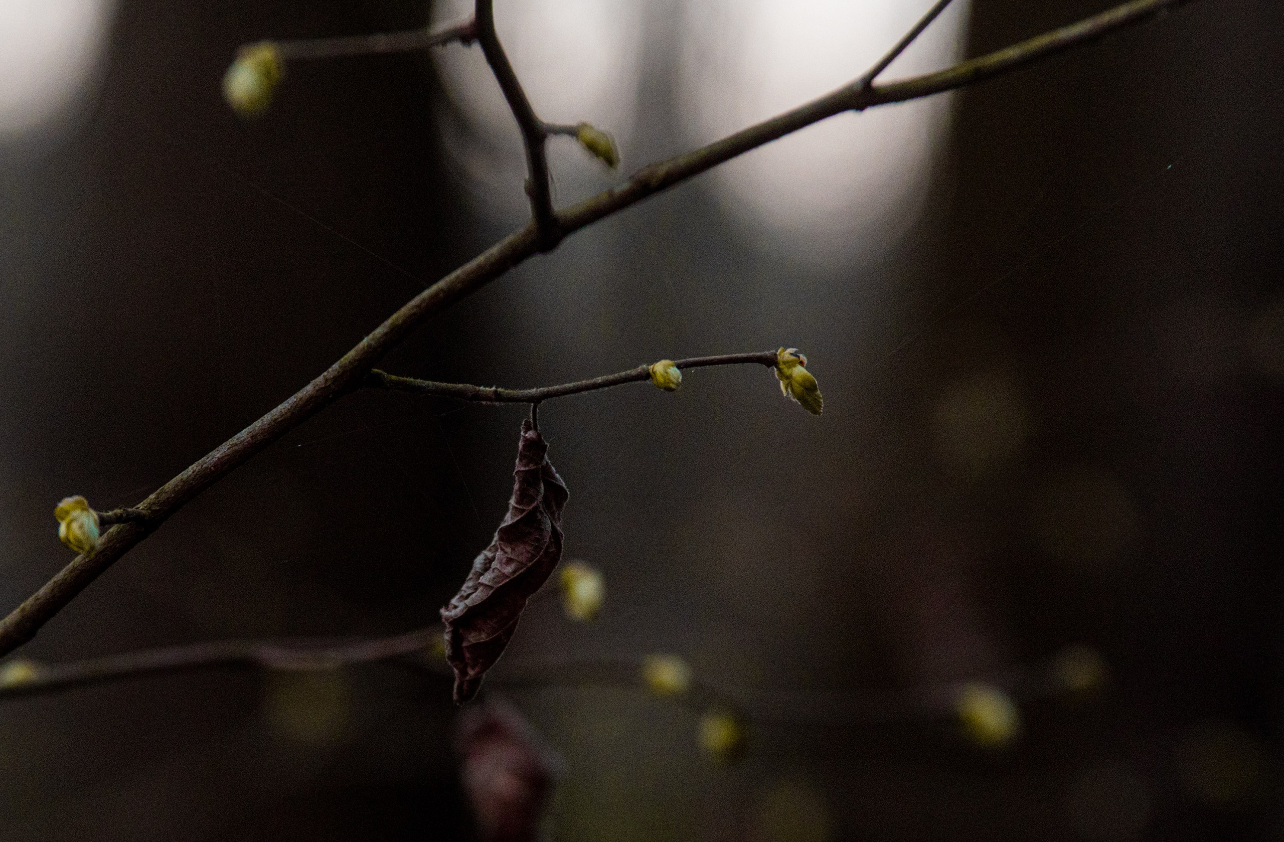 Goblincore, природа, фэнтези, нечисть, лес, гоблинкор, эльфы, фотосессии, костюмированные