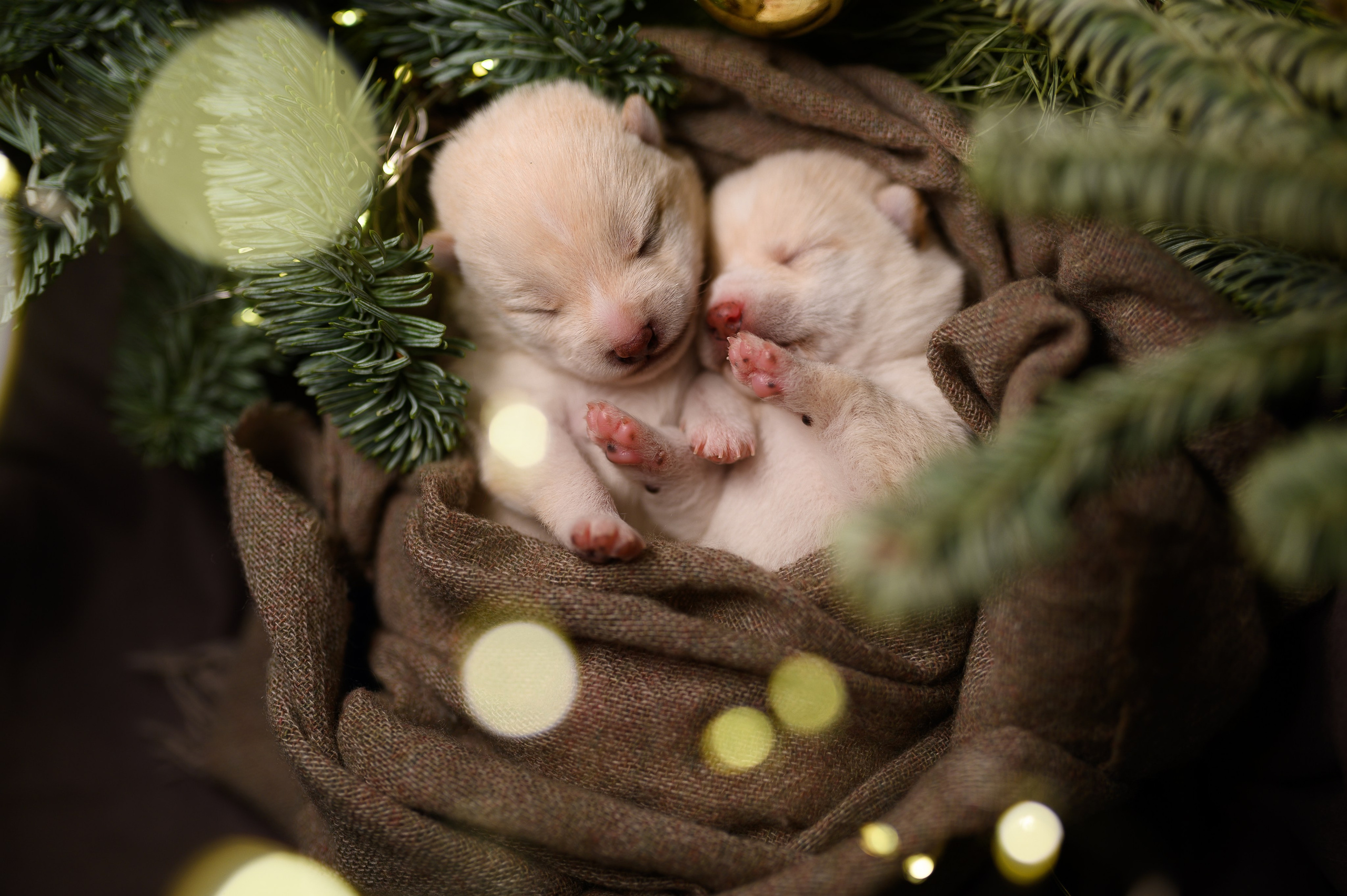 Мамесиба. Фотограф анималист в Москве Ольга Агушева