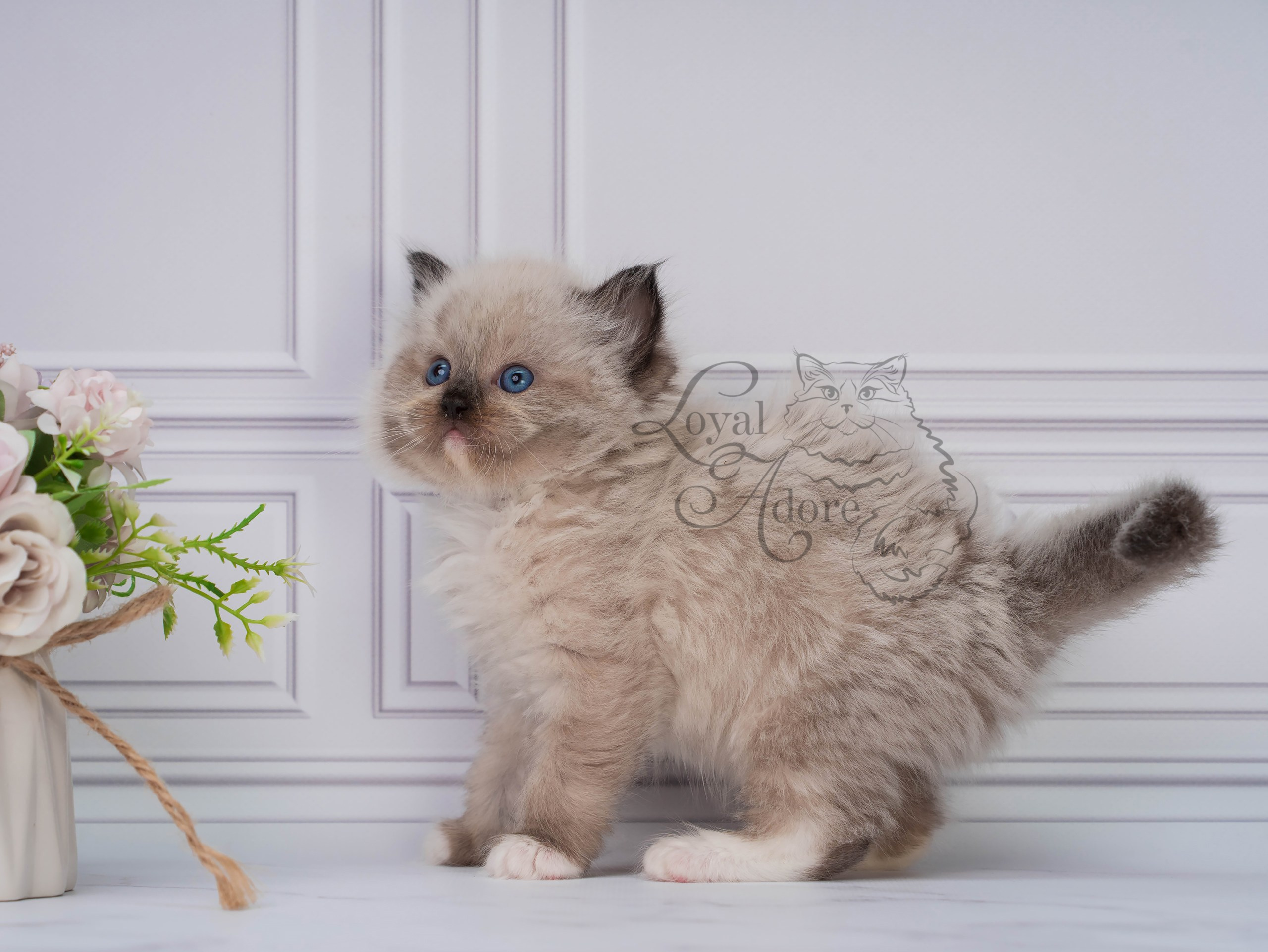 Котята рэгдолл от Loyal Adore. Питомник рэгдолл Loyal Adore