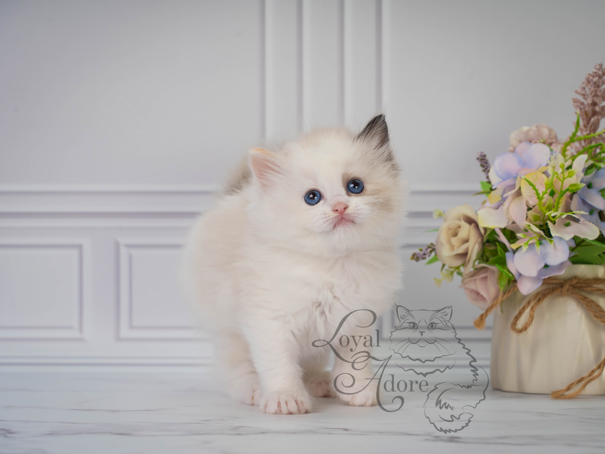 Котята рэгдолл от Loyal Adore. Питомник рэгдолл Loyal Adore