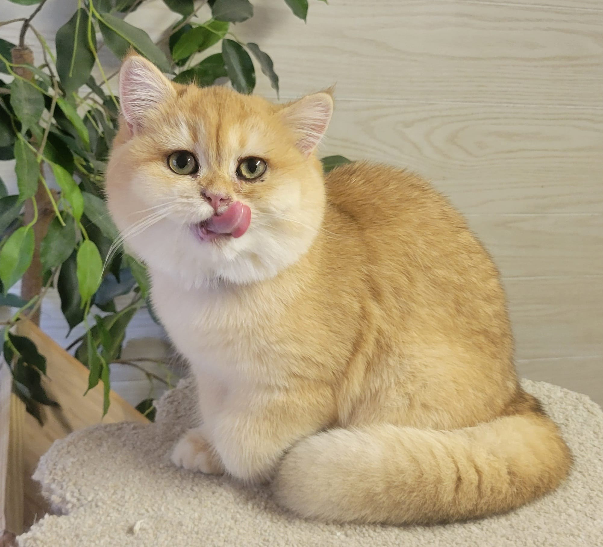 Gulliver, male, DB-06.14.24,sold. British shorhair Cats