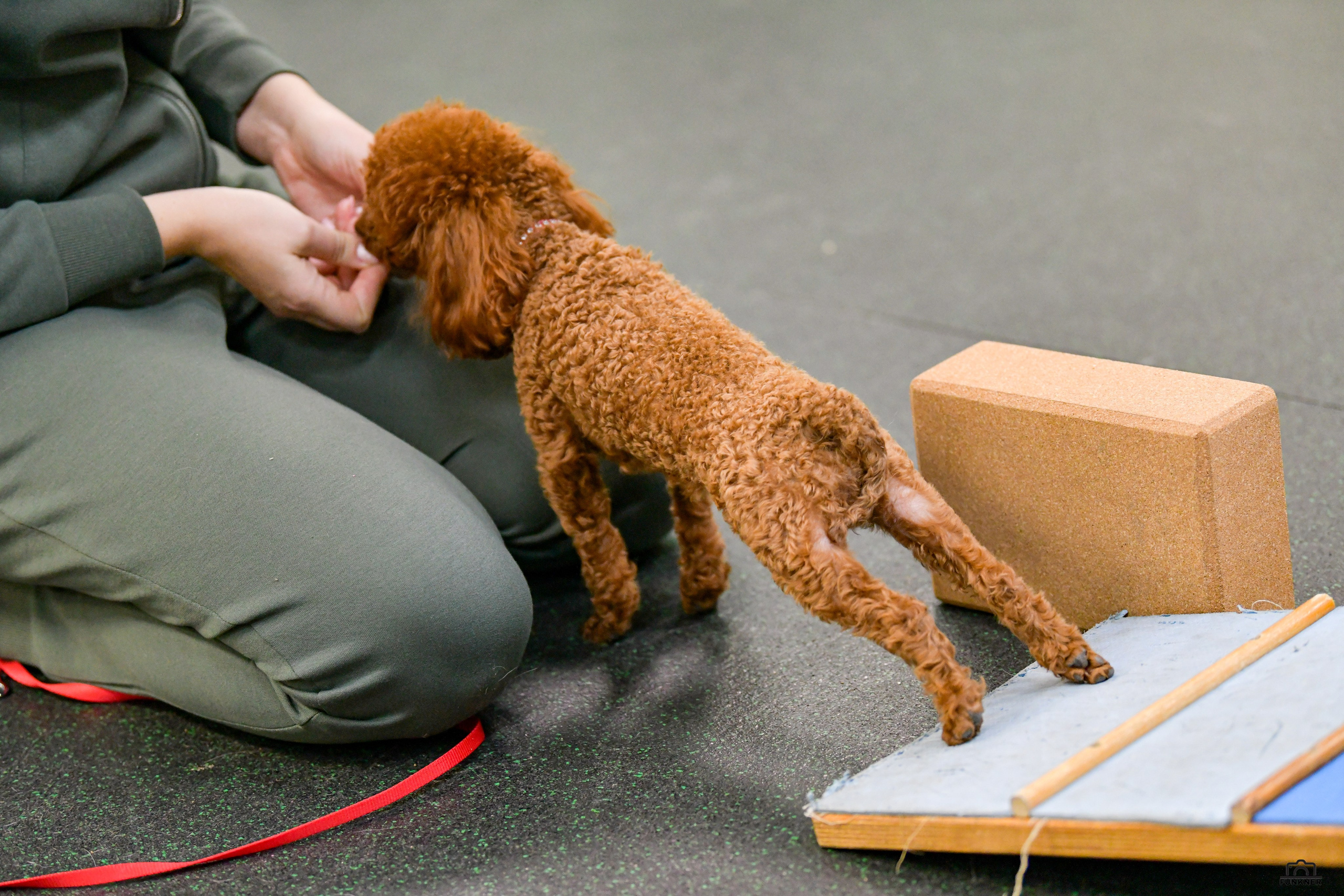 Кинологический клуб «Бодрый хвост». Свой взгляд через объектив