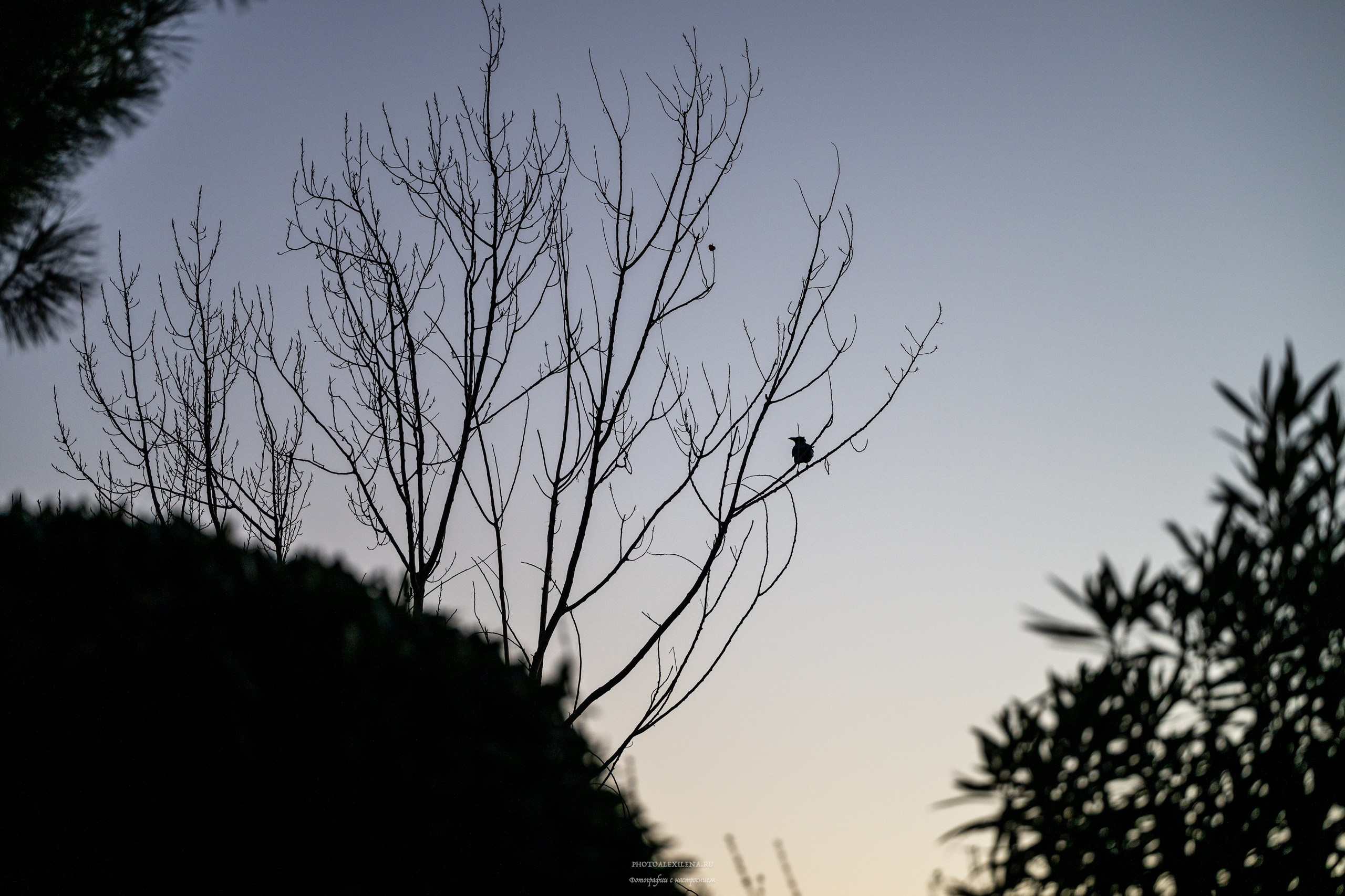 Сирмионе-очаровательный городок на озере Гарда. Авторские стильные фотокартины