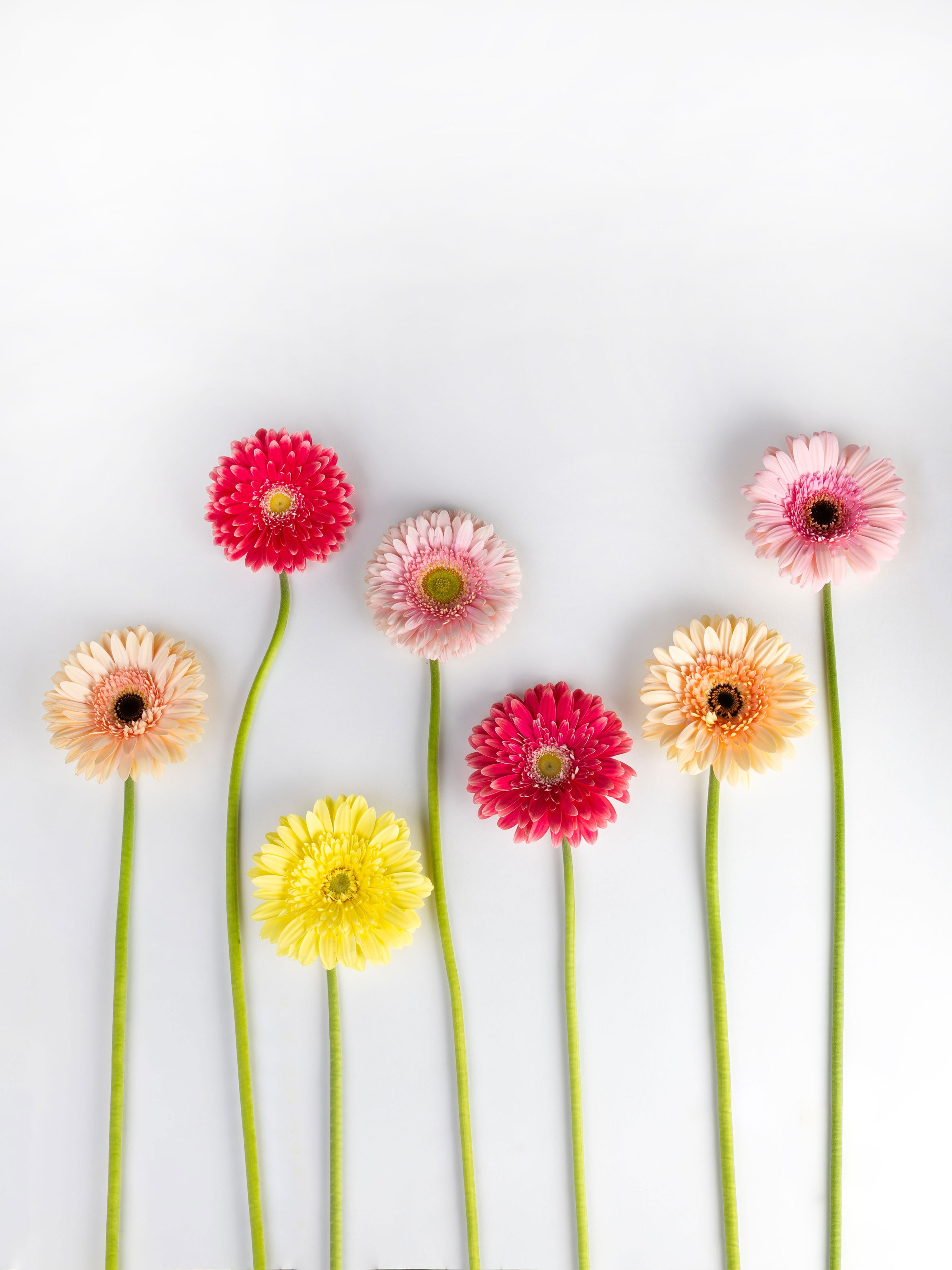 01.08.2025 Фотосессия Цветополис. ФОТОГРАФ ВИНОГРАДОВА ДАРЬЯ