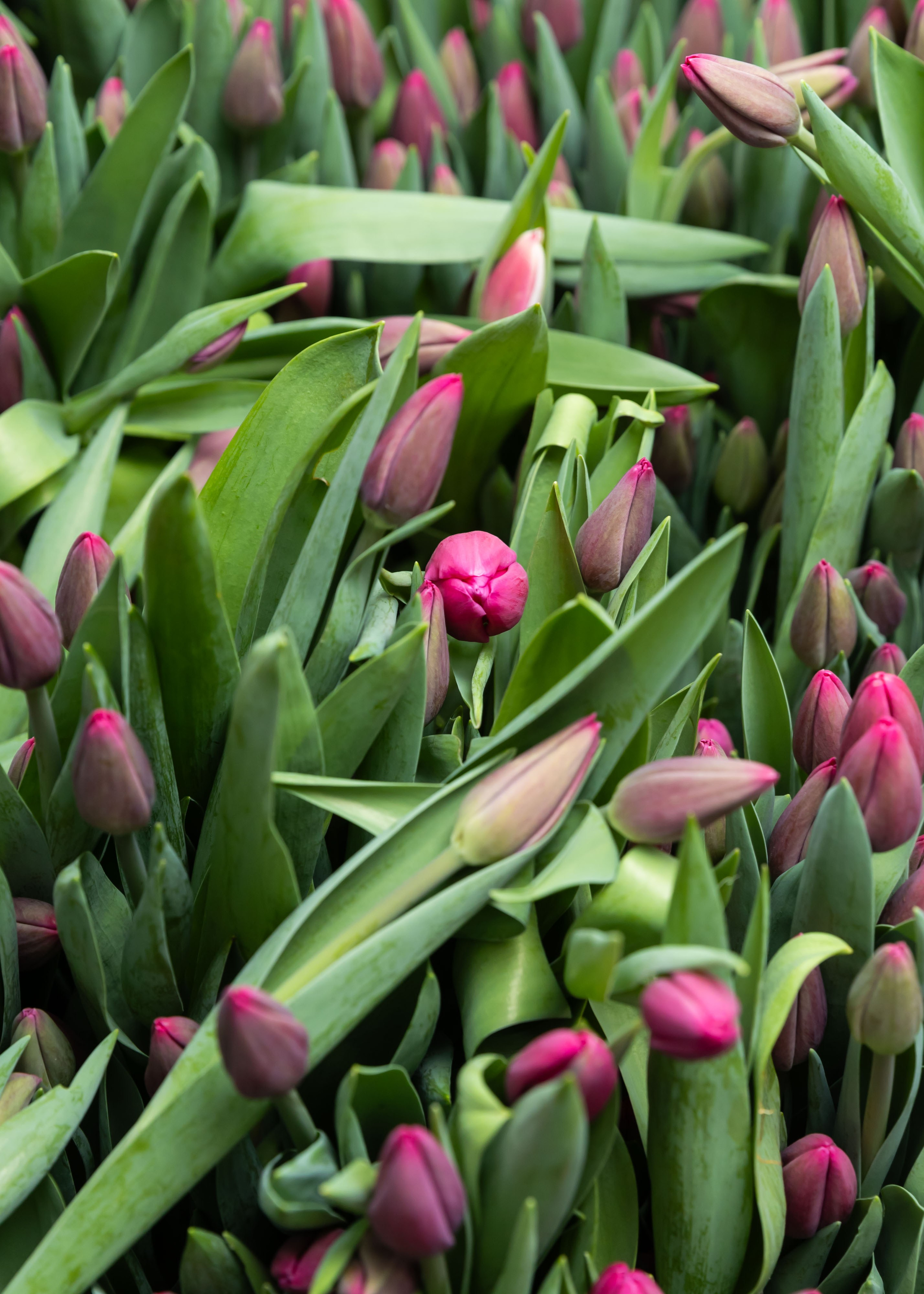 26.02.2026 Цветополис. ФОТОГРАФ ВИНОГРАДОВА ДАРЬЯ