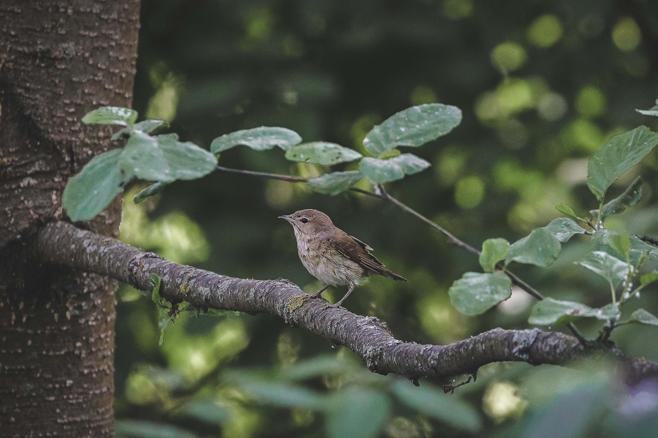 Обыкновенный соловей
