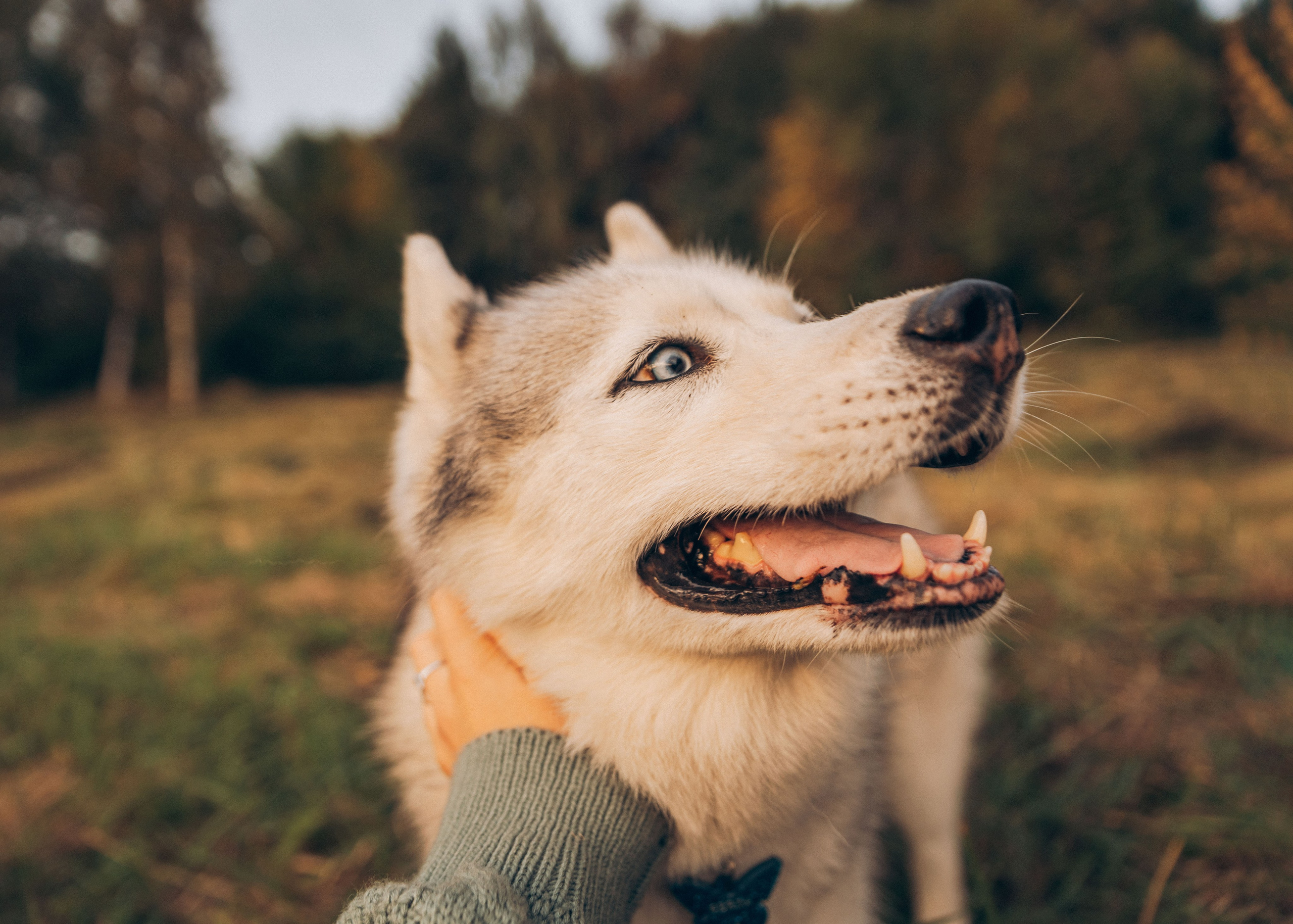 Лена, Дима и Гордей. Семейный фотограф В Москве Александра Дейкун