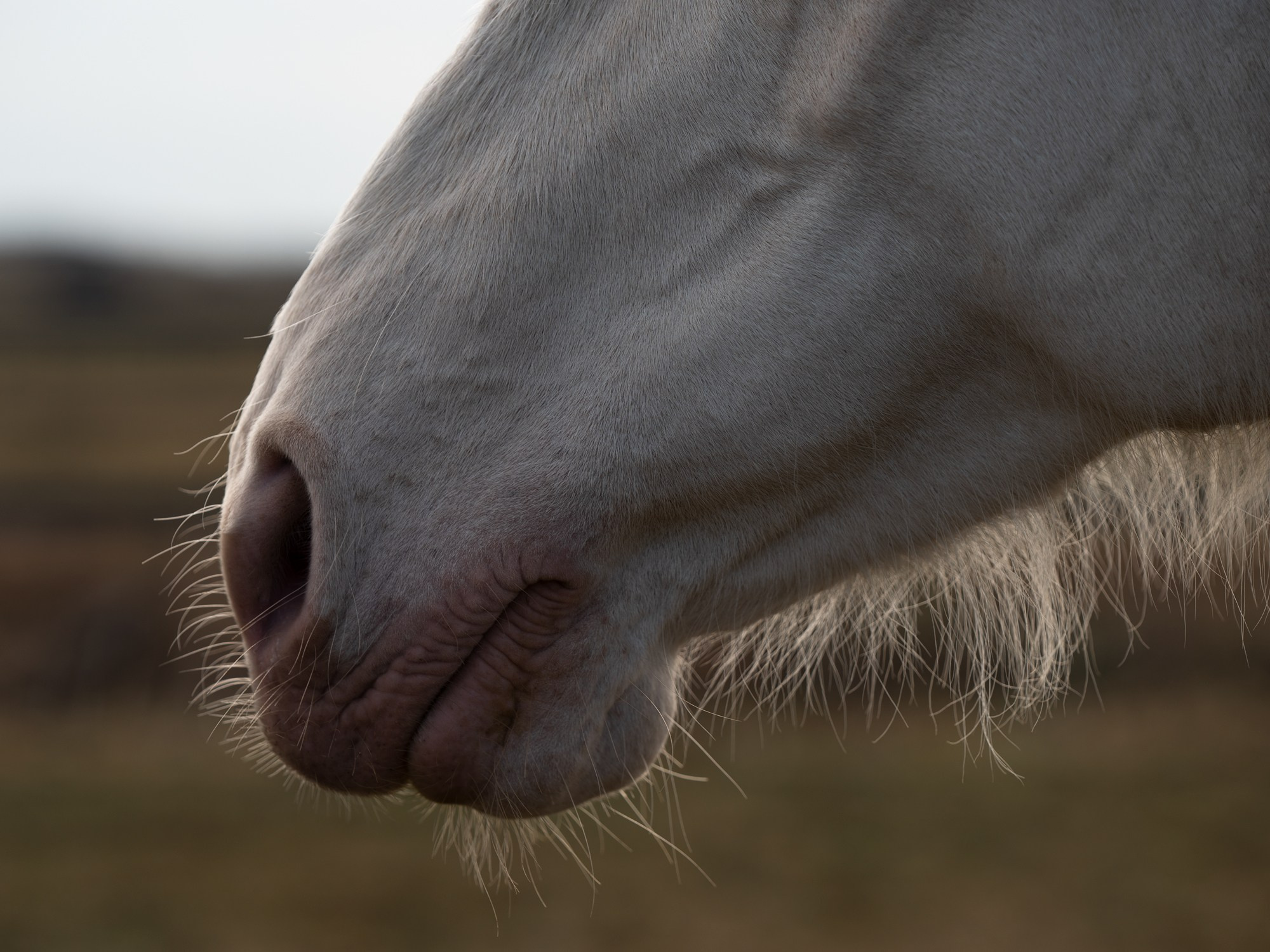 Портрет лошади, лошадь, конь, фото лошади, фотография лошади, конный фотограф, съемка лошадей, фотограф лошадей, конная фотография, конный фотограф, конный фотограф в спб, профессиональный фотограф спб, фотограф спб, ахалтекинец, рысак, спортивная лошадь, конный клуб, фотосессия с лошадьми, тракененская лошадь, тяжеловоз, мезенская лошадь, мезенка, мезенская порода лошадей, алтайская лошадь, лошадь в пятнах, аборигенная порода, вороная лошадь, рыжая лошадь, соловая, изабелловая масть