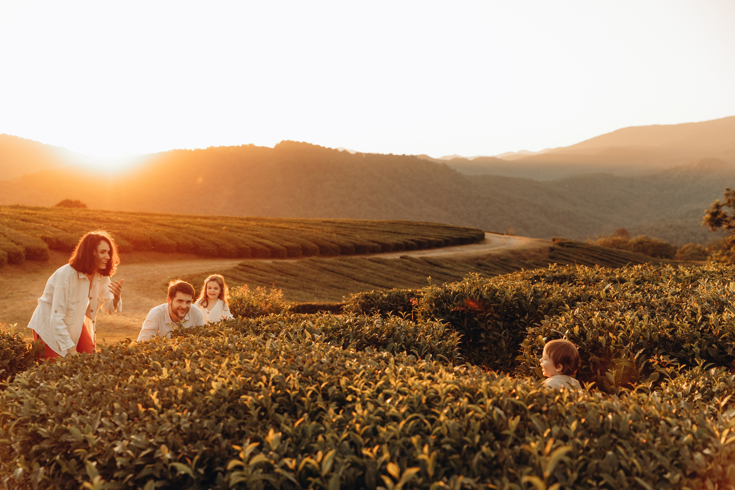 Чайные плантации. Семейный фотограф в Сочи Лашманова Ольга