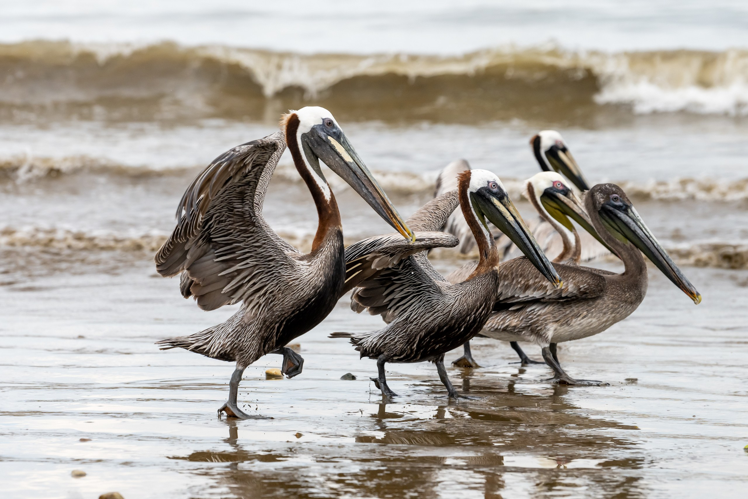 Пейзажный фотограф, Фотографии дикой природы. Foto-Zuev фотография как искусство