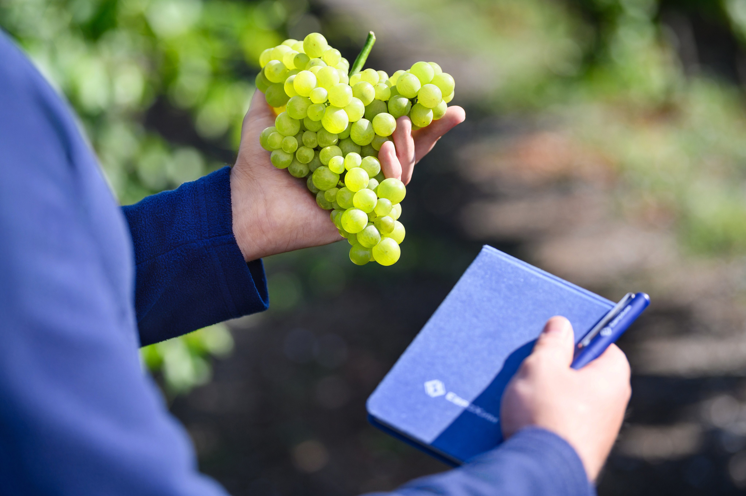 Проекты. Профессиональный фотограф Вячеслав Плацында | Липецк |