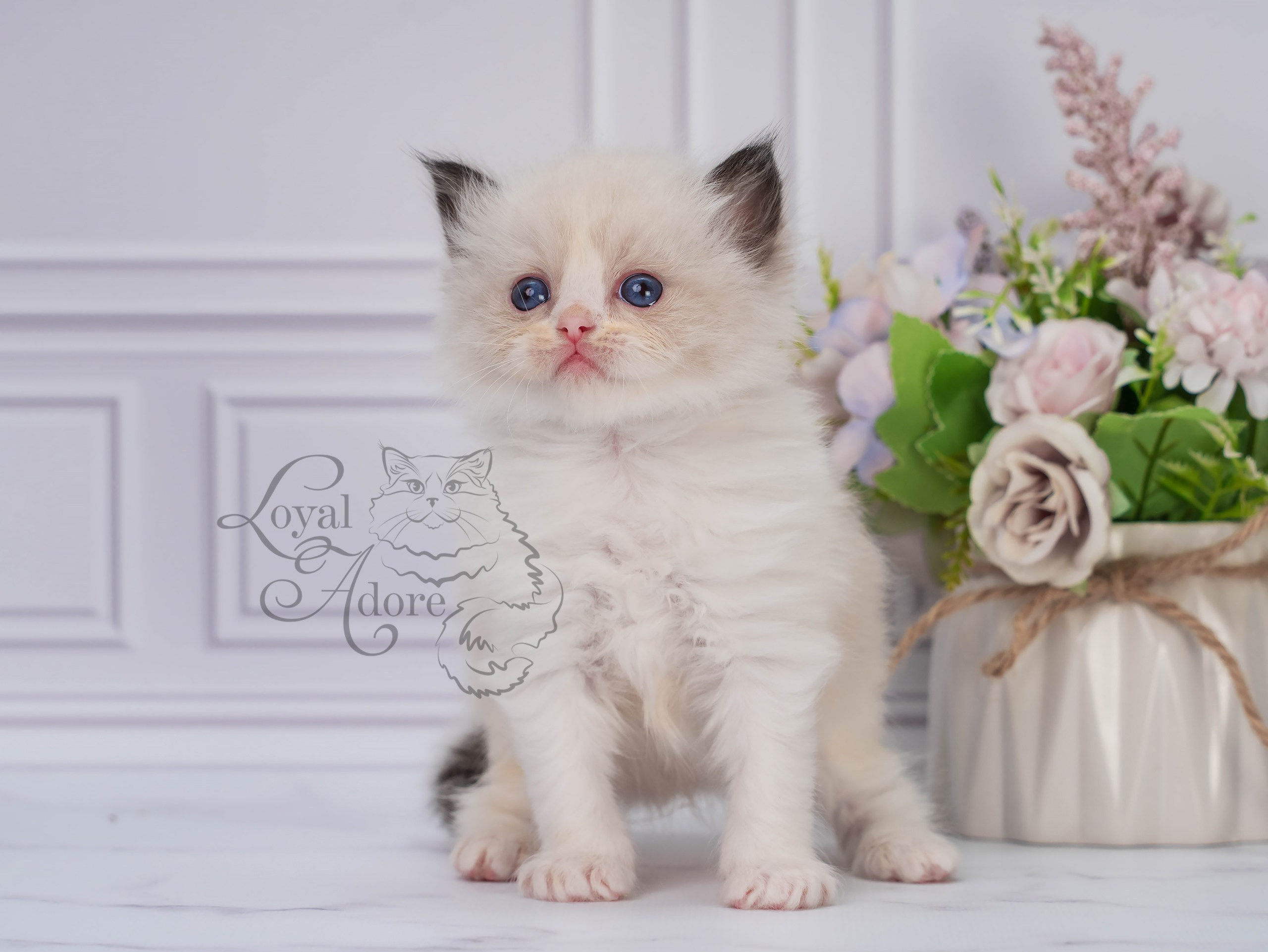 Котята рэгдолл от Loyal Adore. Питомник рэгдолл Loyal Adore