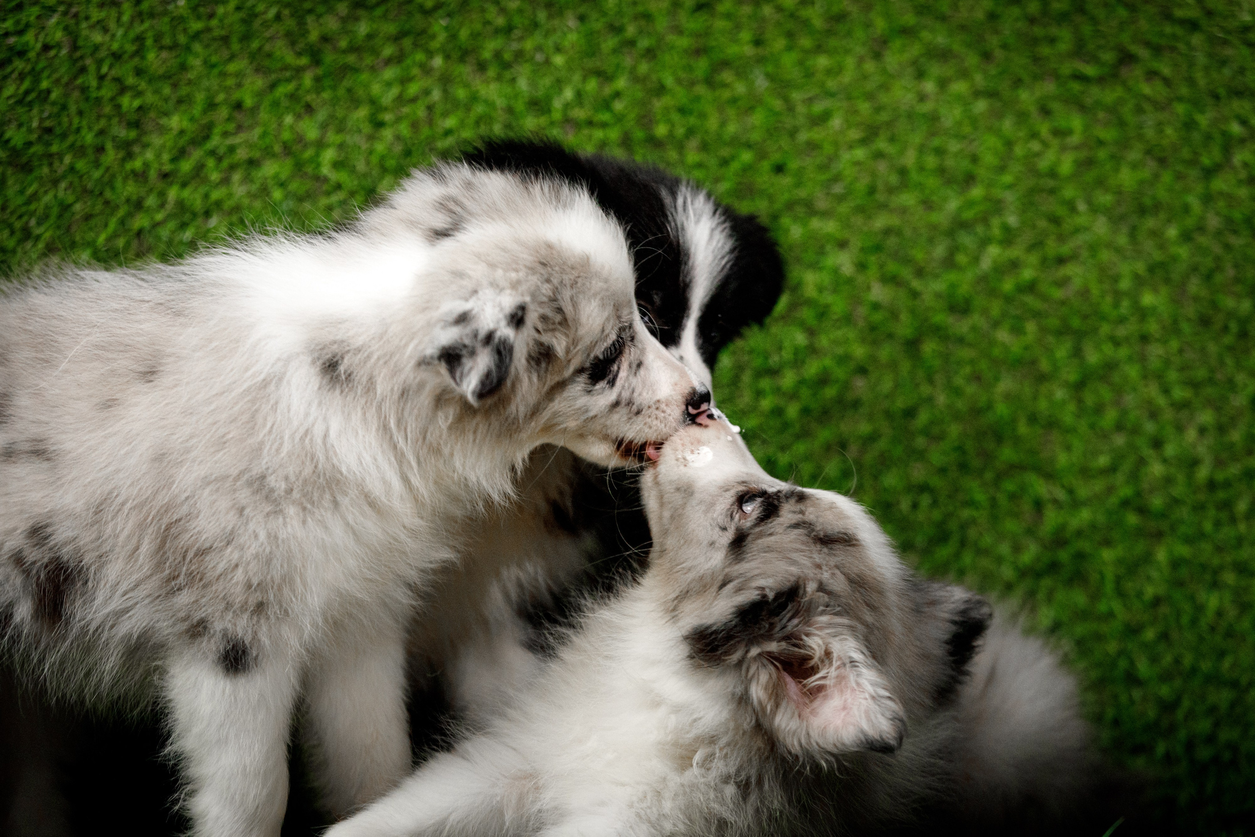 Болтовня в саду. О нас