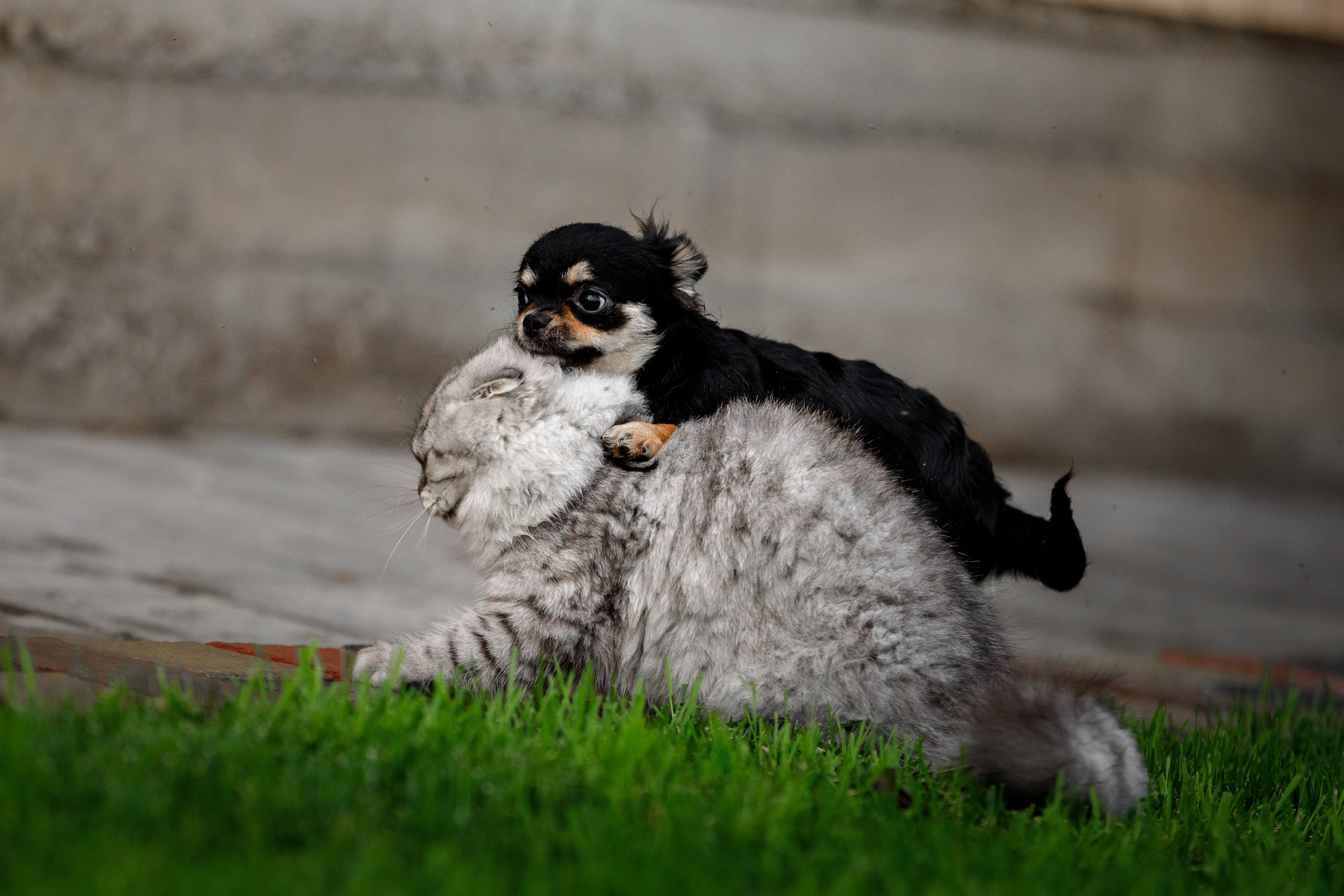Болтовня в саду. О нас