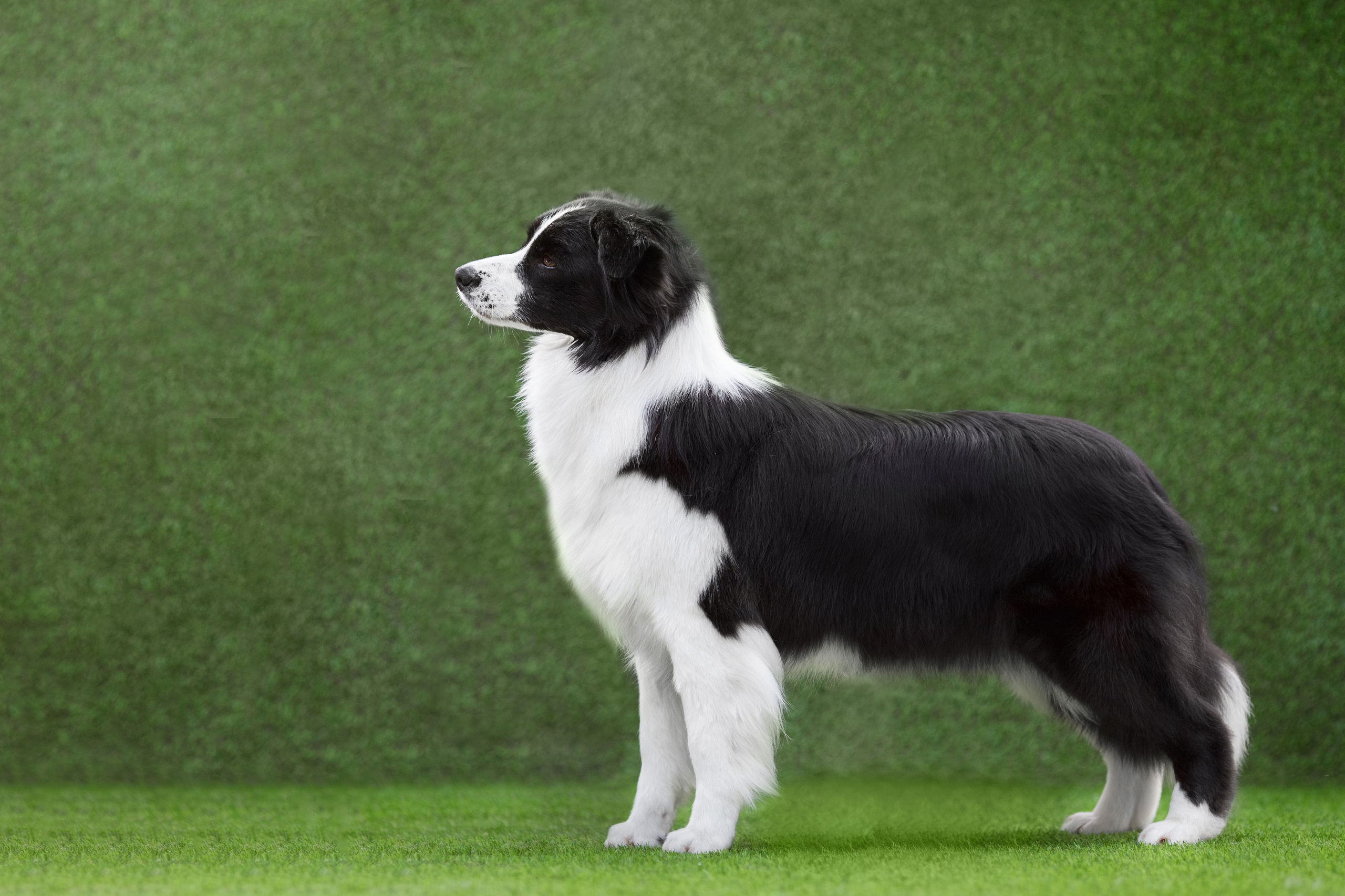 Роскошь в ростошах. О нас