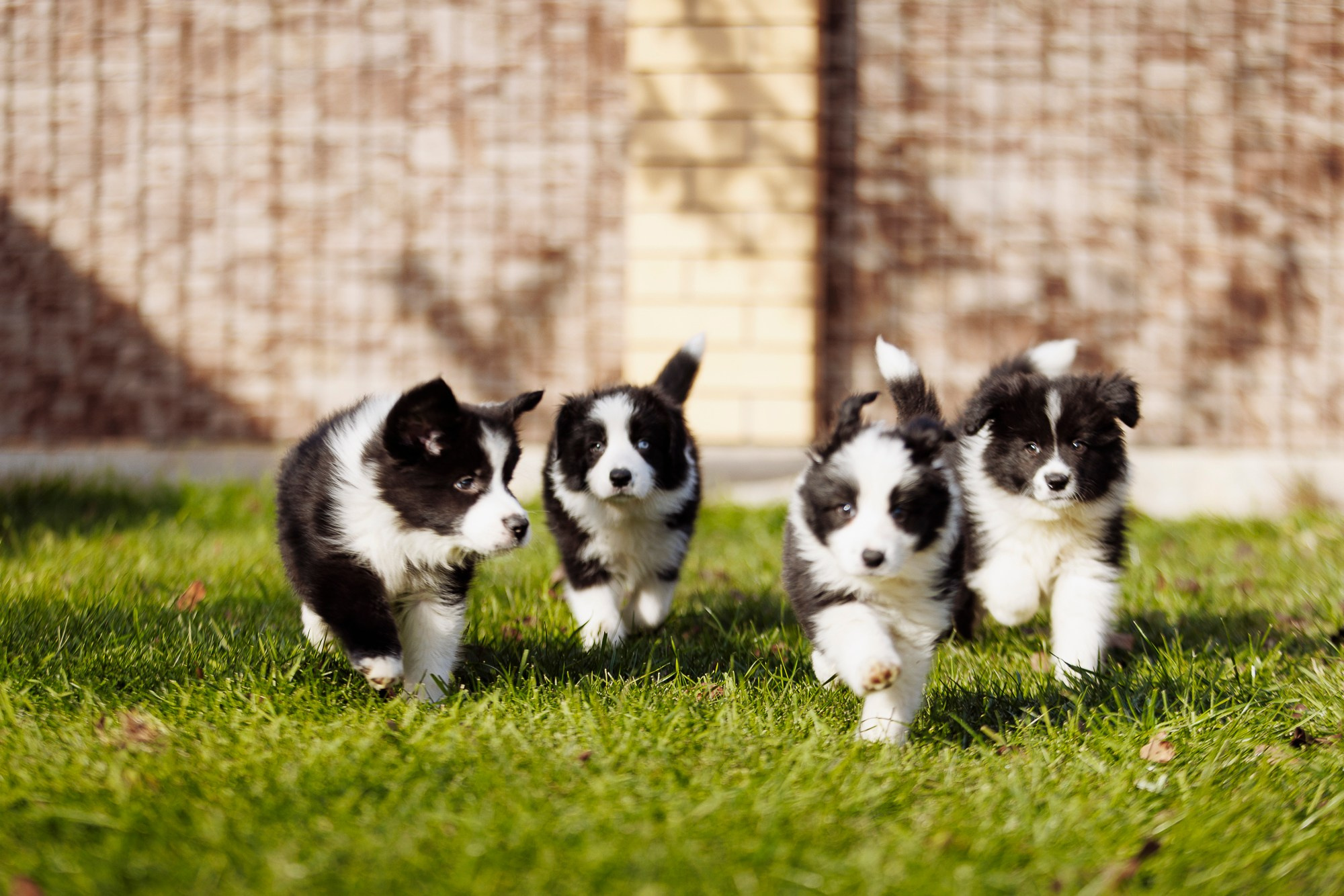 У дома с большой компанией от мала до велика. О нас