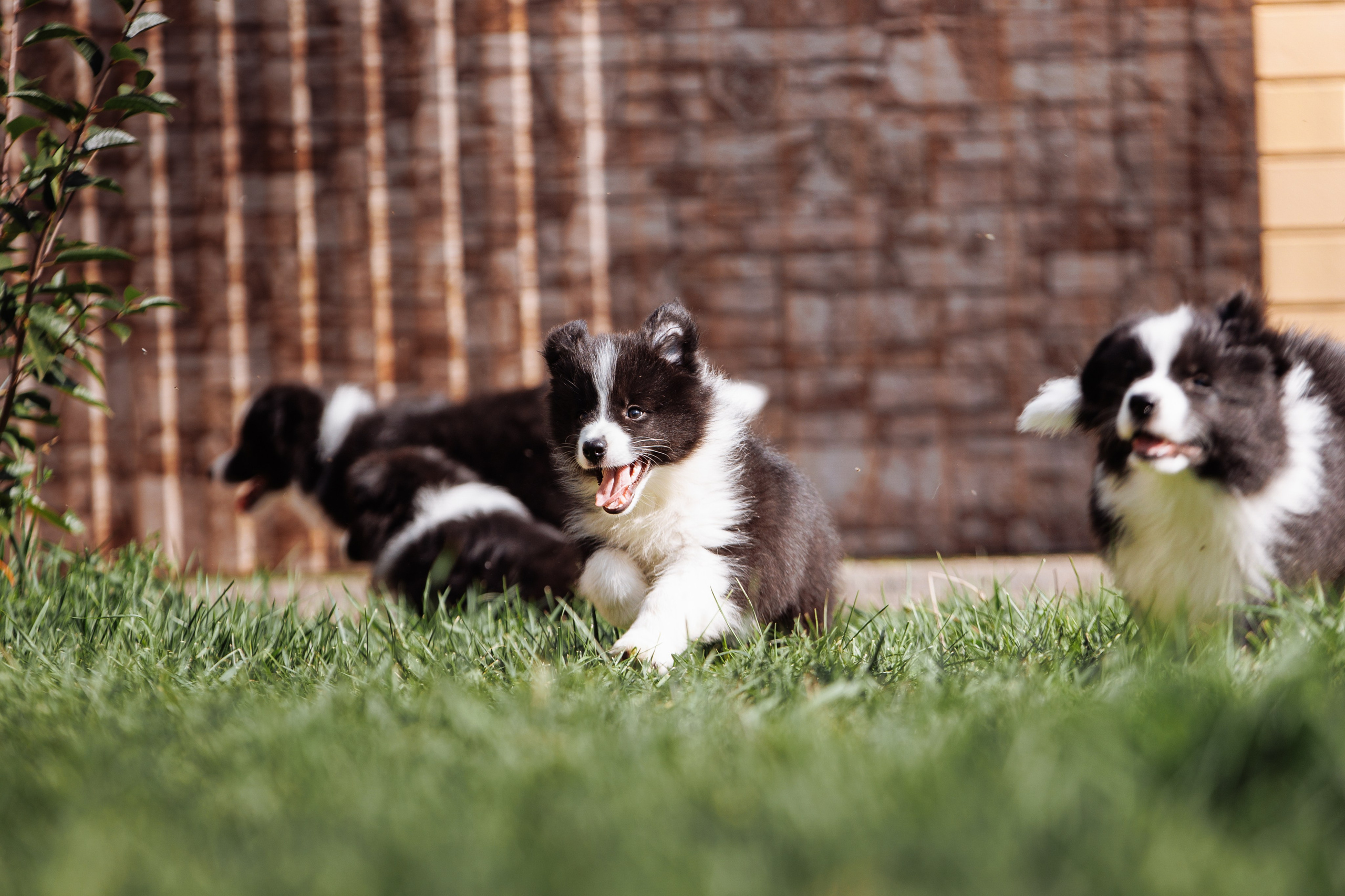 МММ — маленькое мягкое милое. О нас