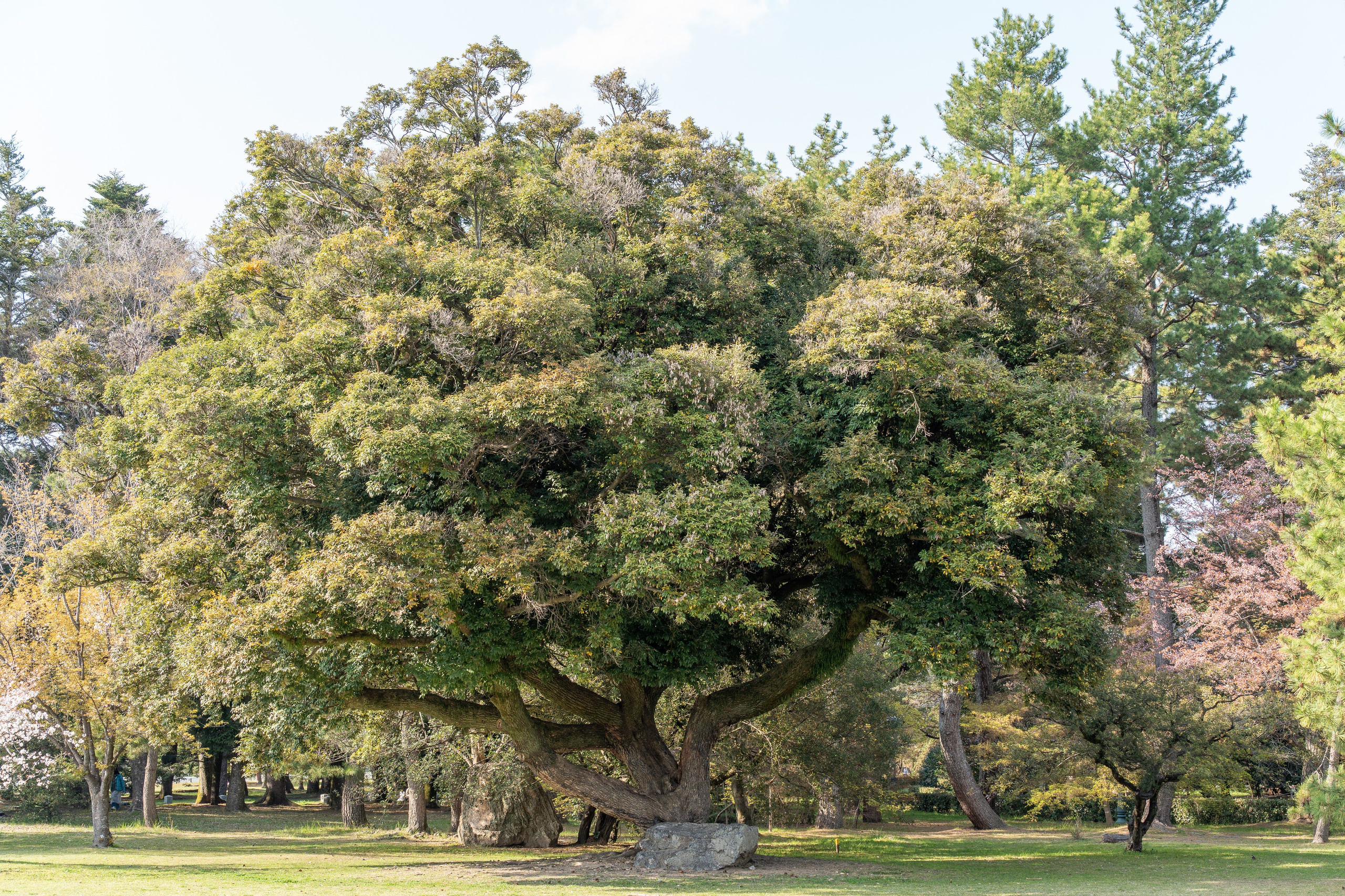 Япония, сакура. Творческие сьемки