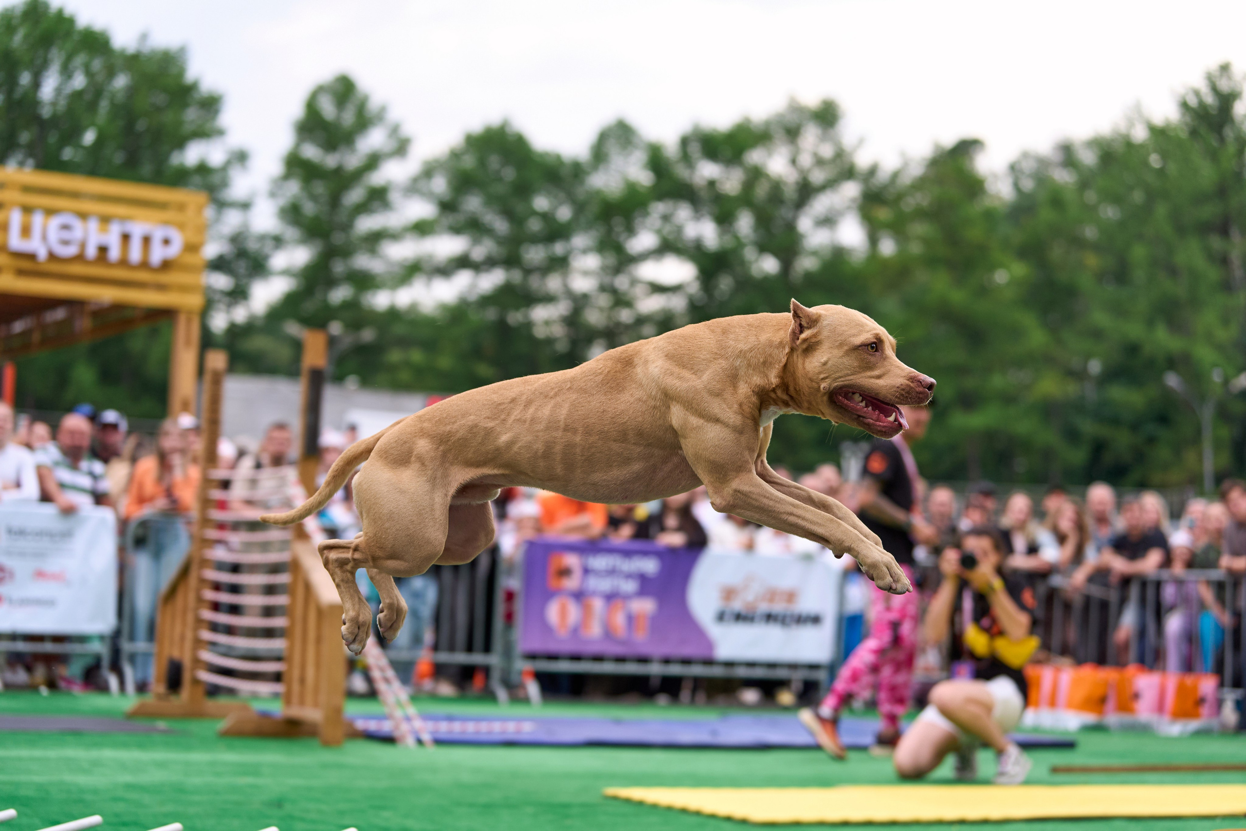 4 лапы Фест. Многоборье. Фотограф-анималист Михаил Манухин