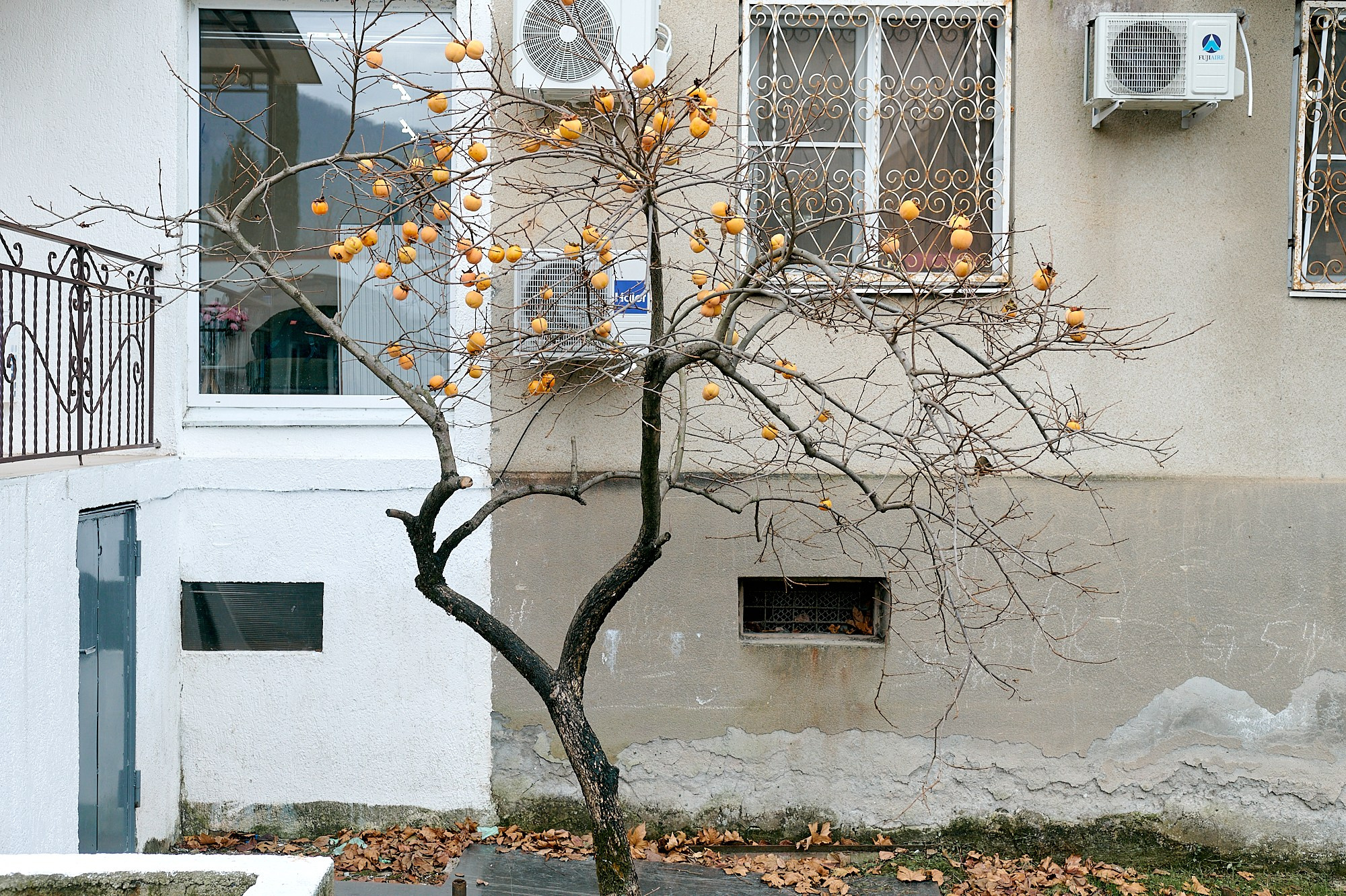 Гагра, Абхазия. Декабрь 2024. Фотографии отовсюду и обо всем