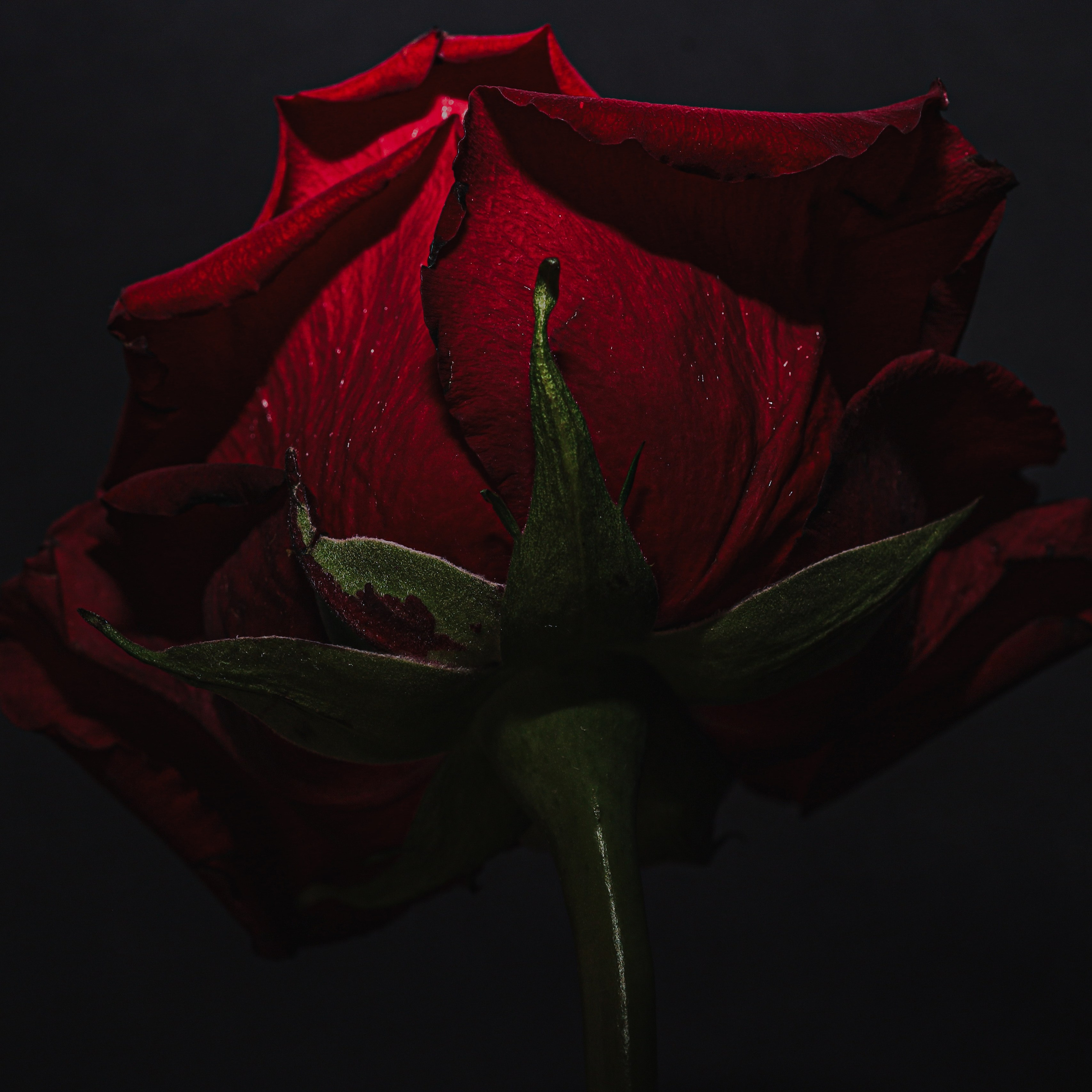 Природа &. Фотохудожник в СПб