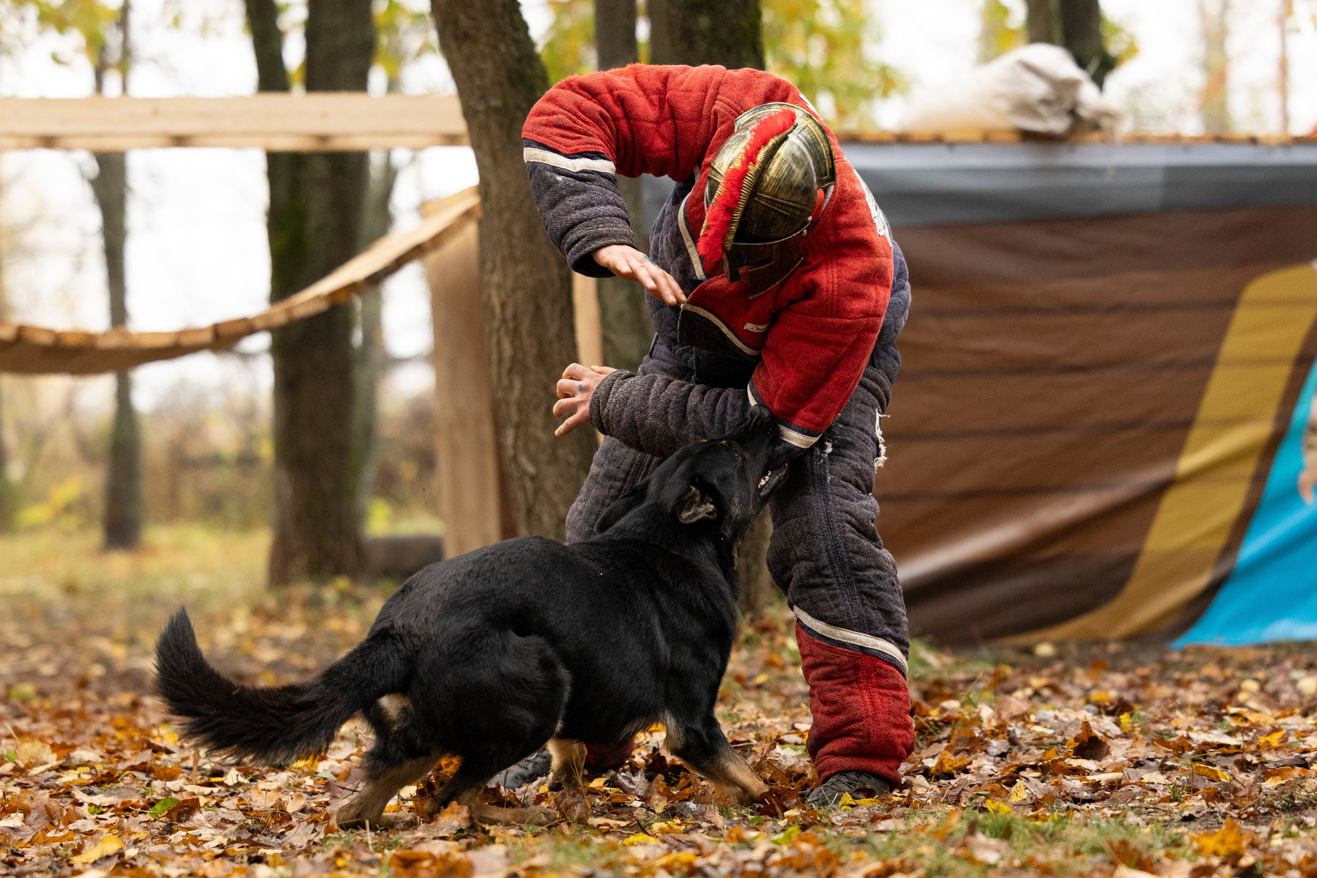 Соревнования по Мондьорингу г. Вологда. Фотограф-анималист Анна Маринич