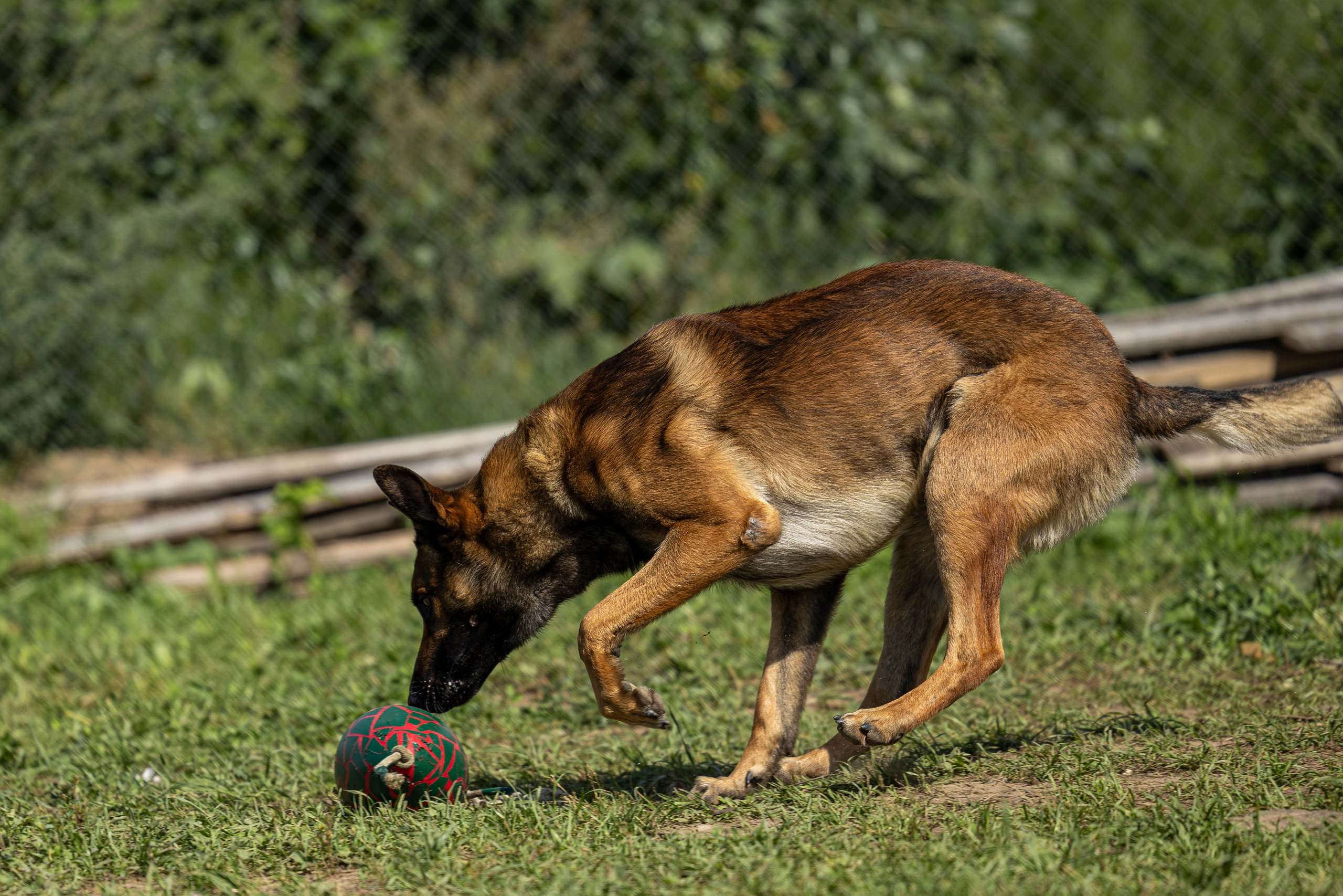 Соревнования по Мондьорингу г. Вологда 10-11.08.2024. Фотограф-анималист Анна Маринич