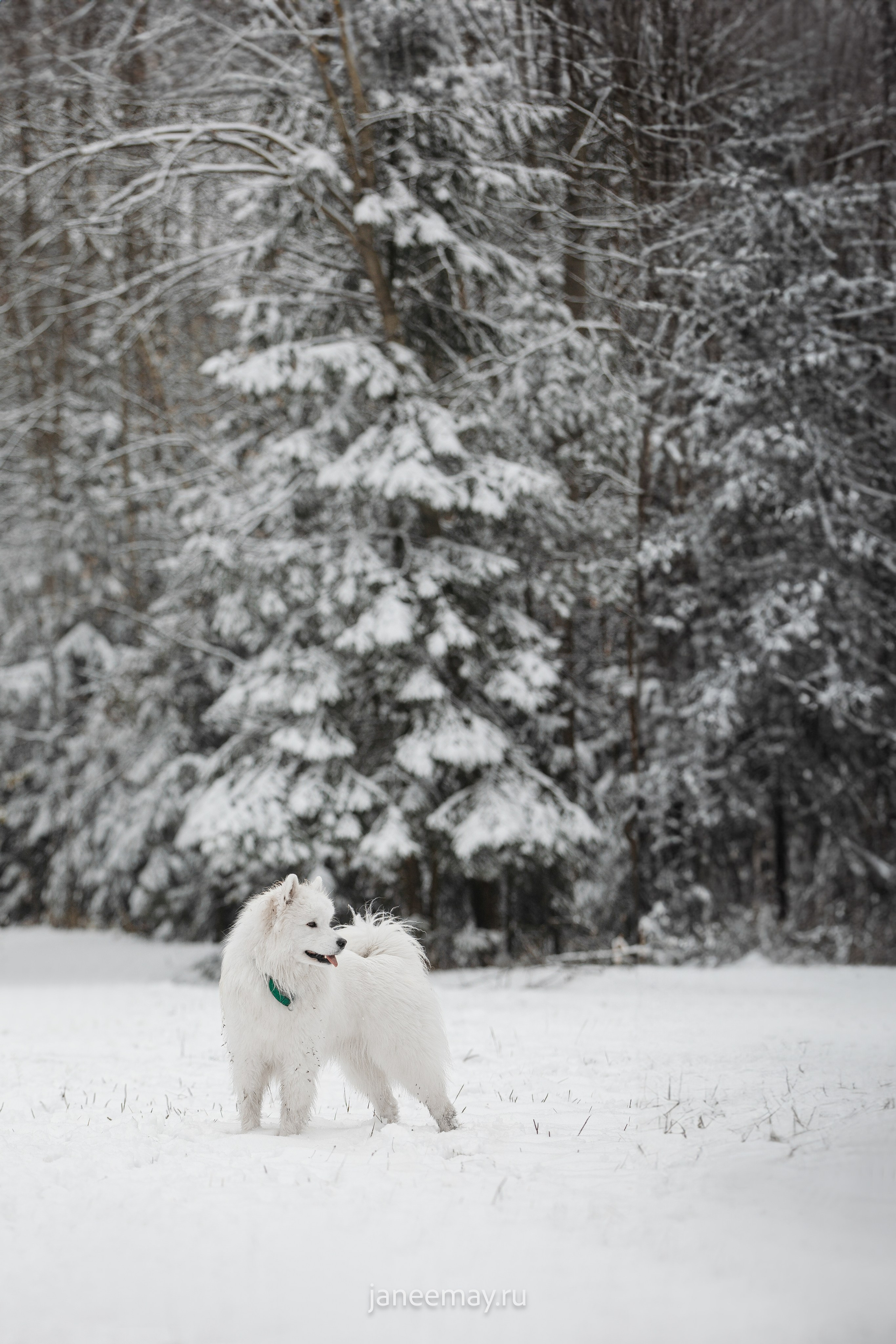 Фото собак, животных зимой. Фотограф анималист в Москве Майорова Евгения