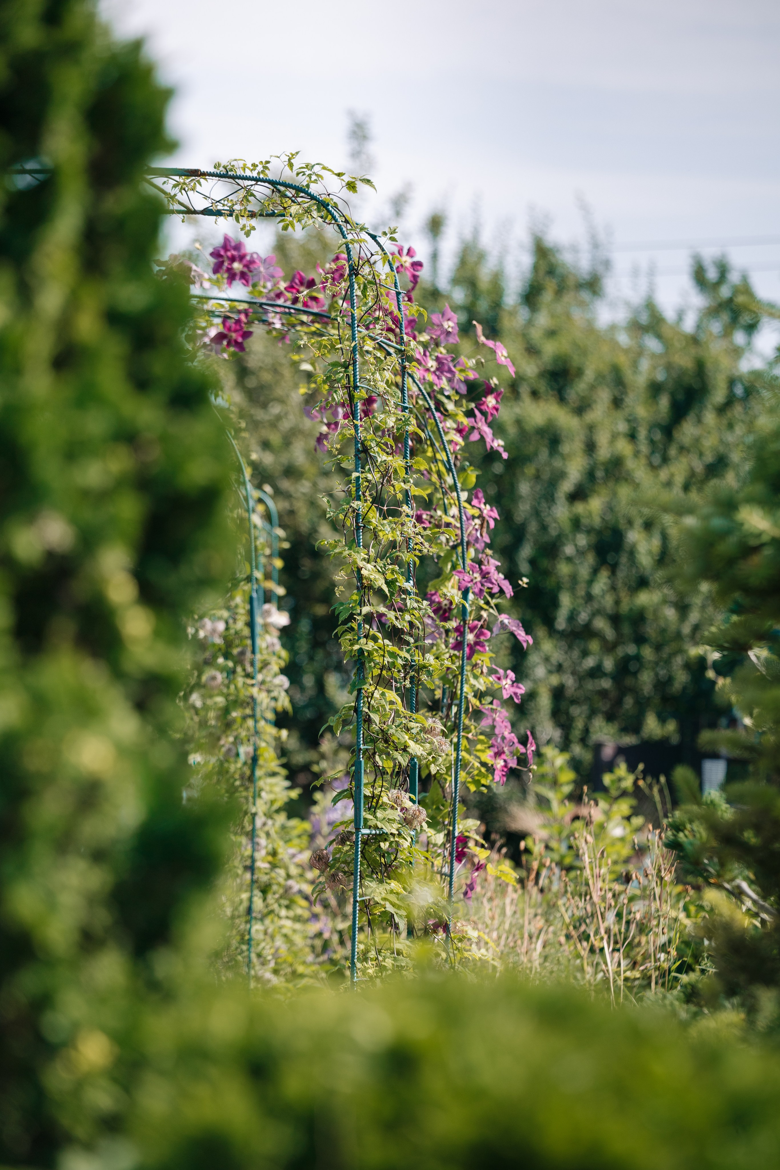 Ландшафтный дизайн. Главная