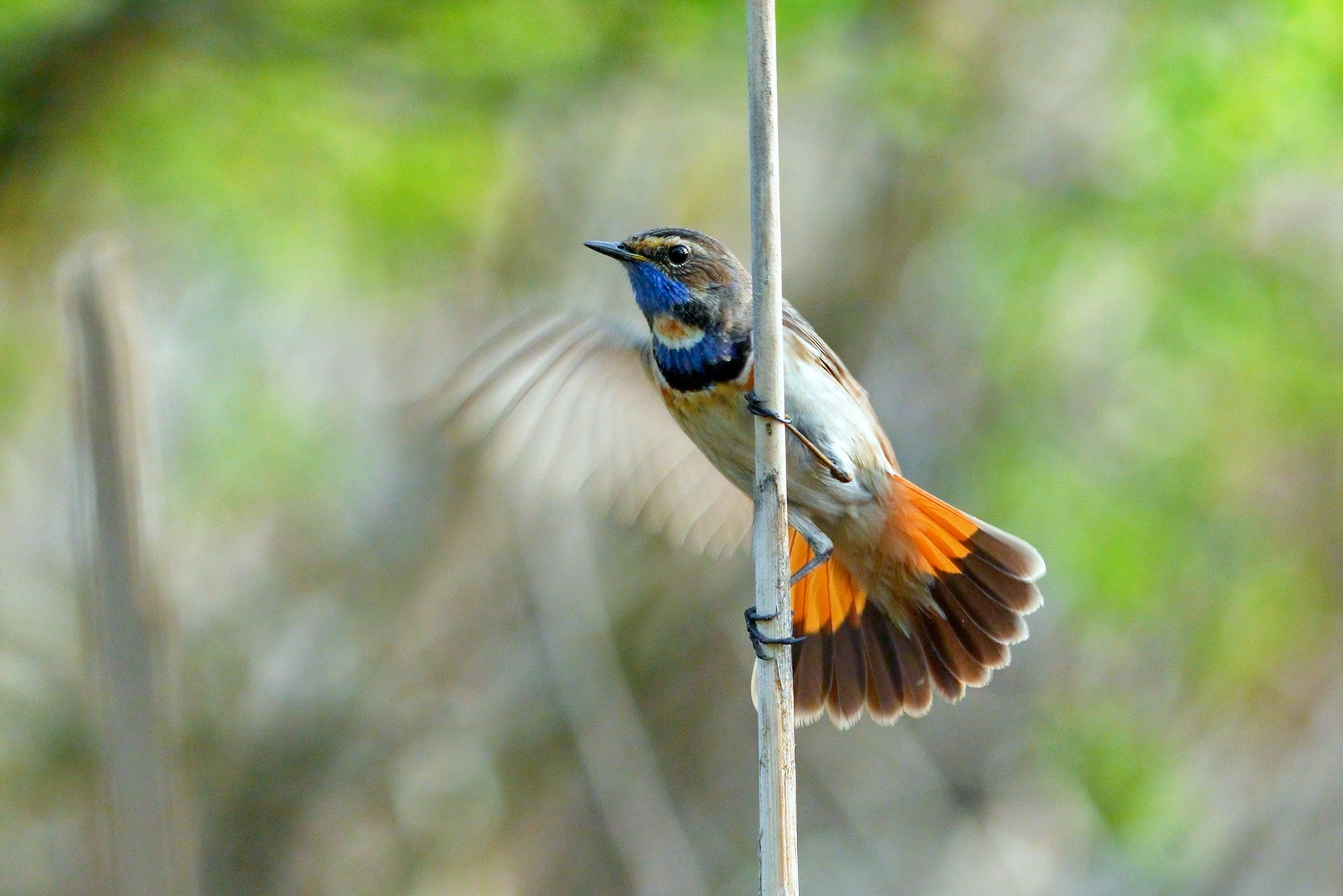 Удивительные мир птиц. Вокруг нас столько прекрасного — присмотритесь!. Ваш личный фотограф Марина Волкова