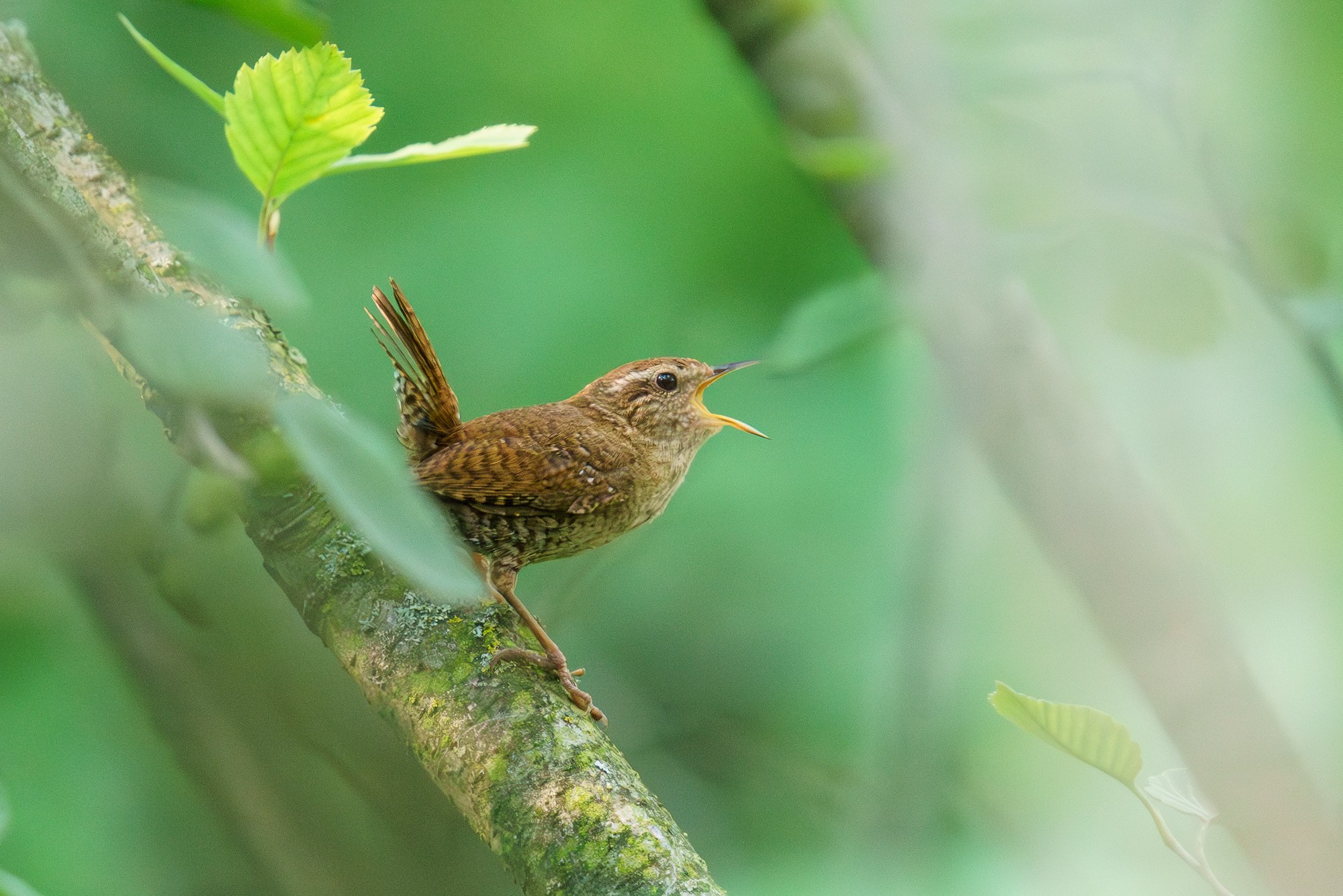 Удивительные мир птиц. Вокруг нас столько прекрасного — присмотритесь!. Ваш личный фотограф Марина Волкова