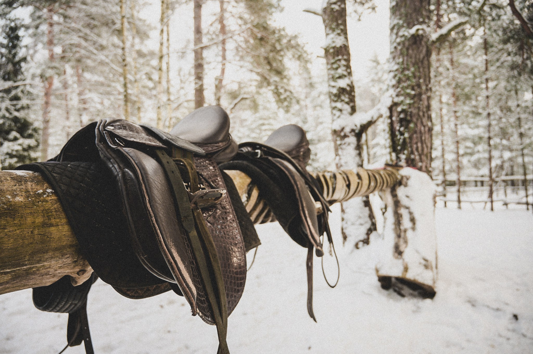 Конюшня. Репортажный фотограф в Санкт-Петербурге Диана Ларченкова