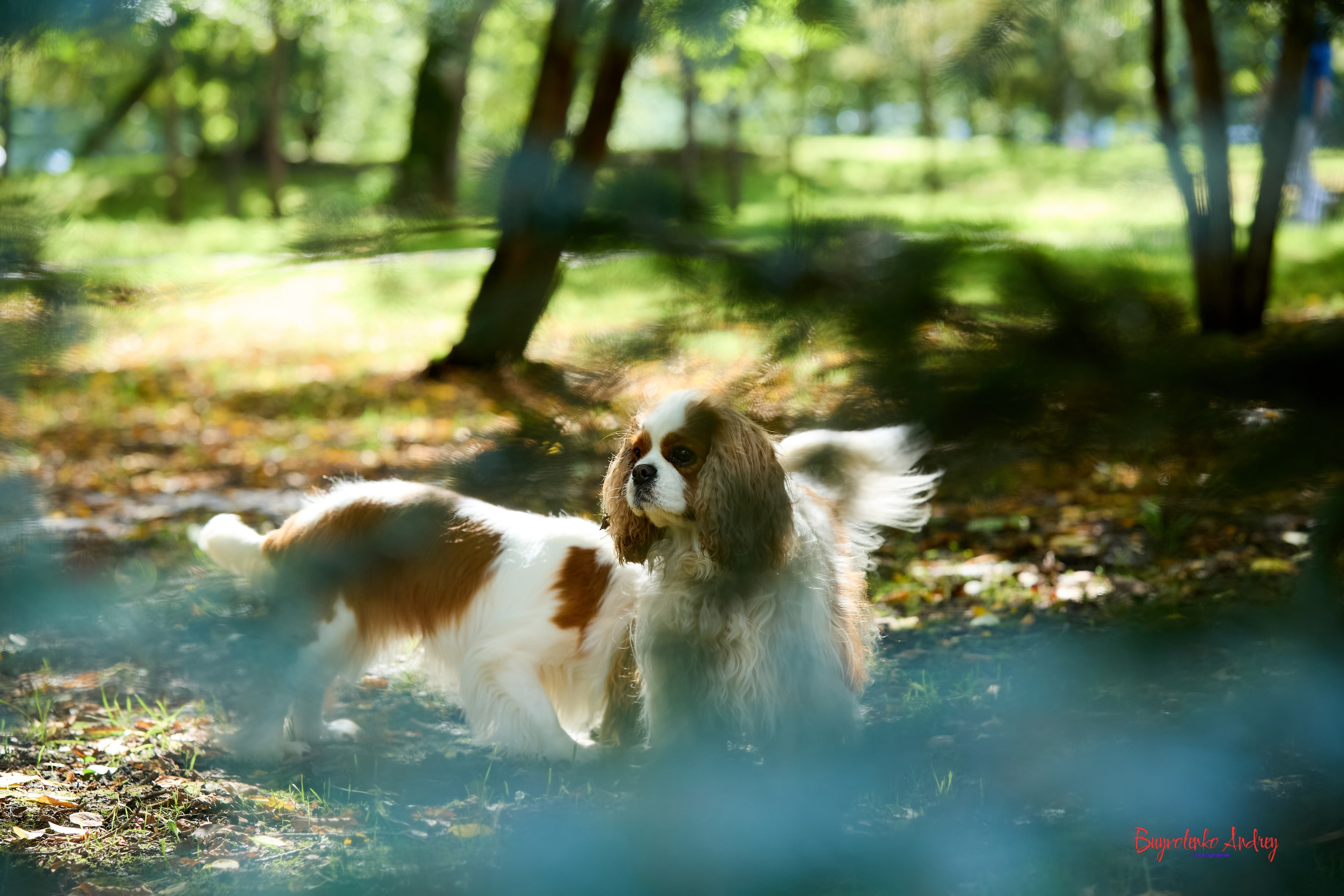 Фотопрогулка с кавалерами. Buyvolenko Andrey