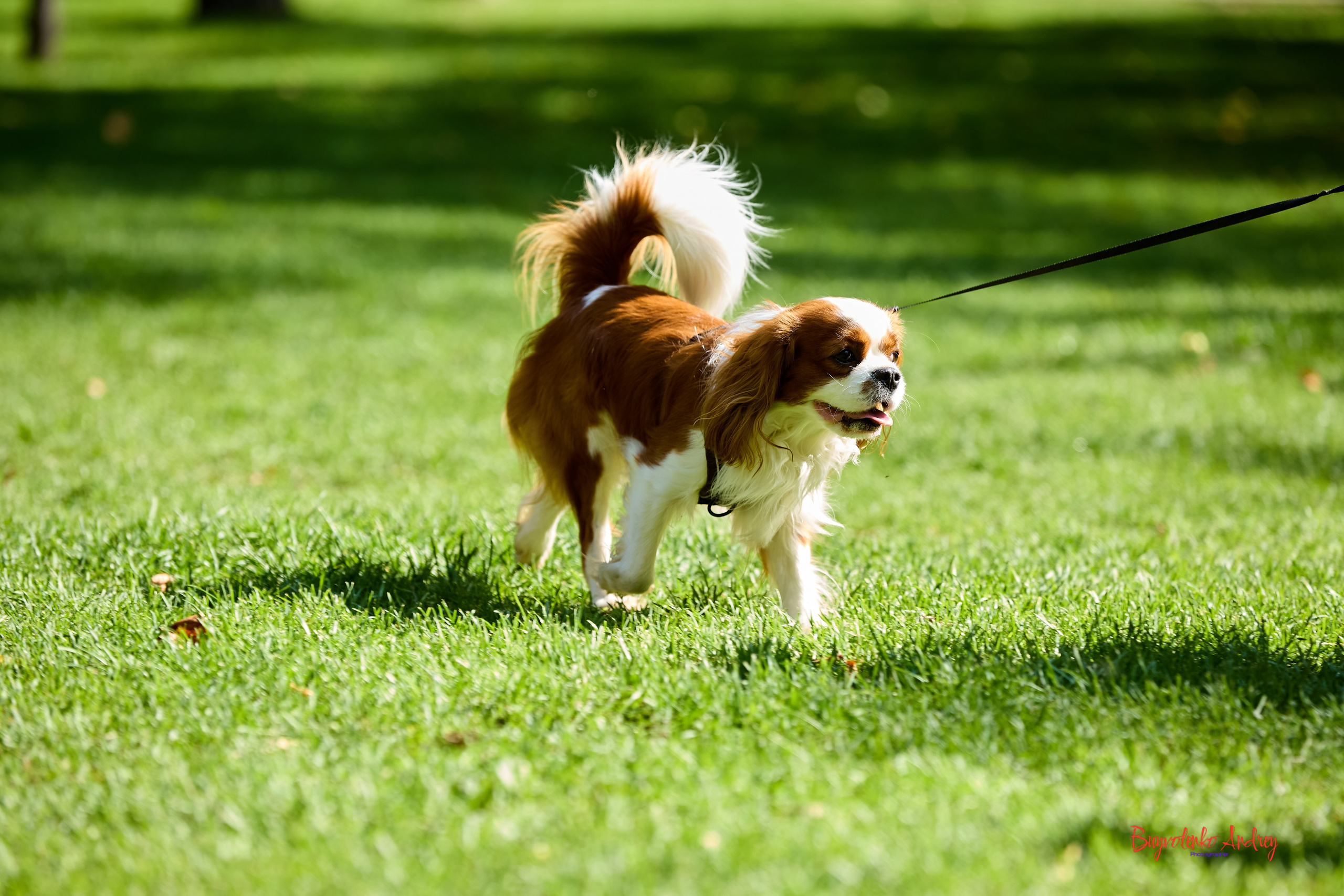 Фотопрогулка с кавалерами. Buyvolenko Andrey