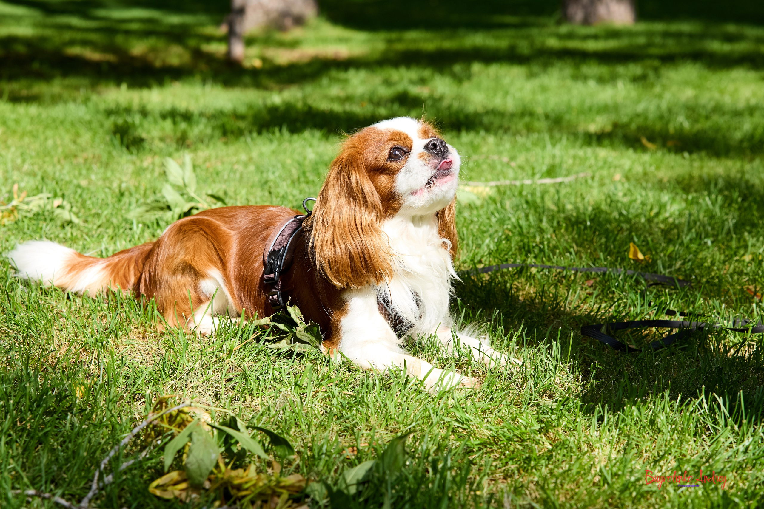 Фотопрогулка с кавалерами. Buyvolenko Andrey
