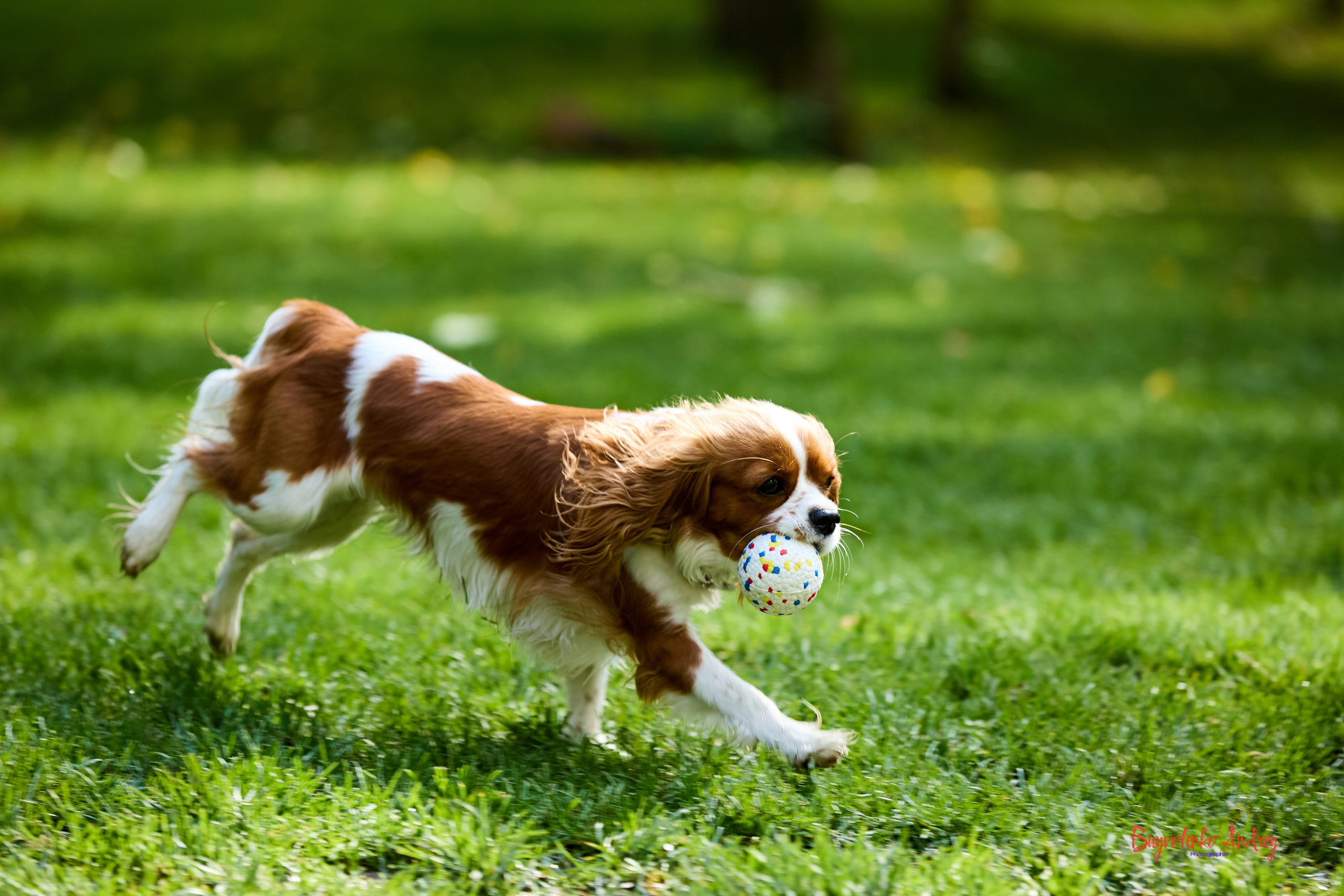 Фотопрогулка с кавалерами. Buyvolenko Andrey