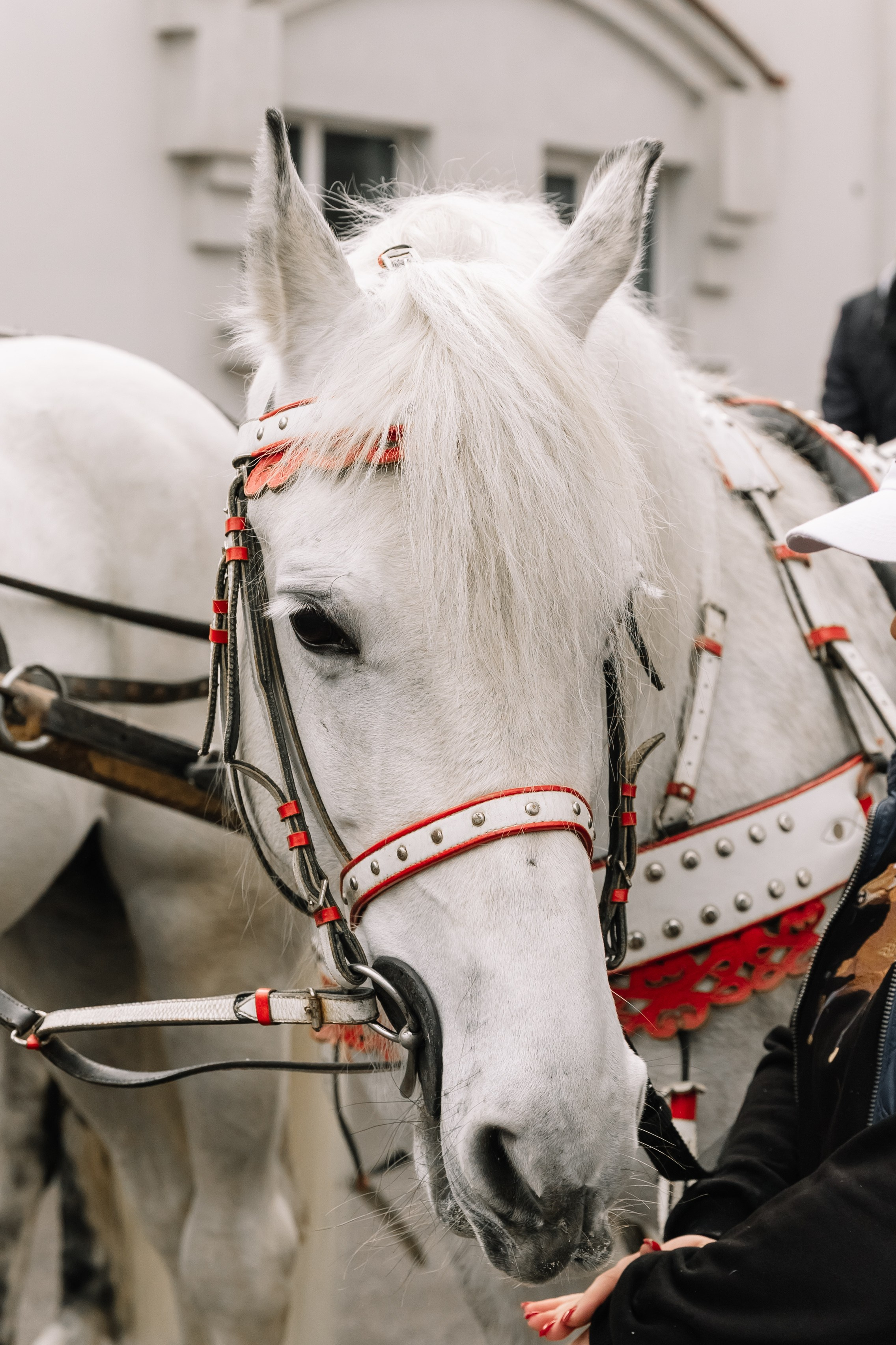 День Орловского рысака. Парк-отель Яр. Свадебный, репортажный фотограф Ирина Шкурина