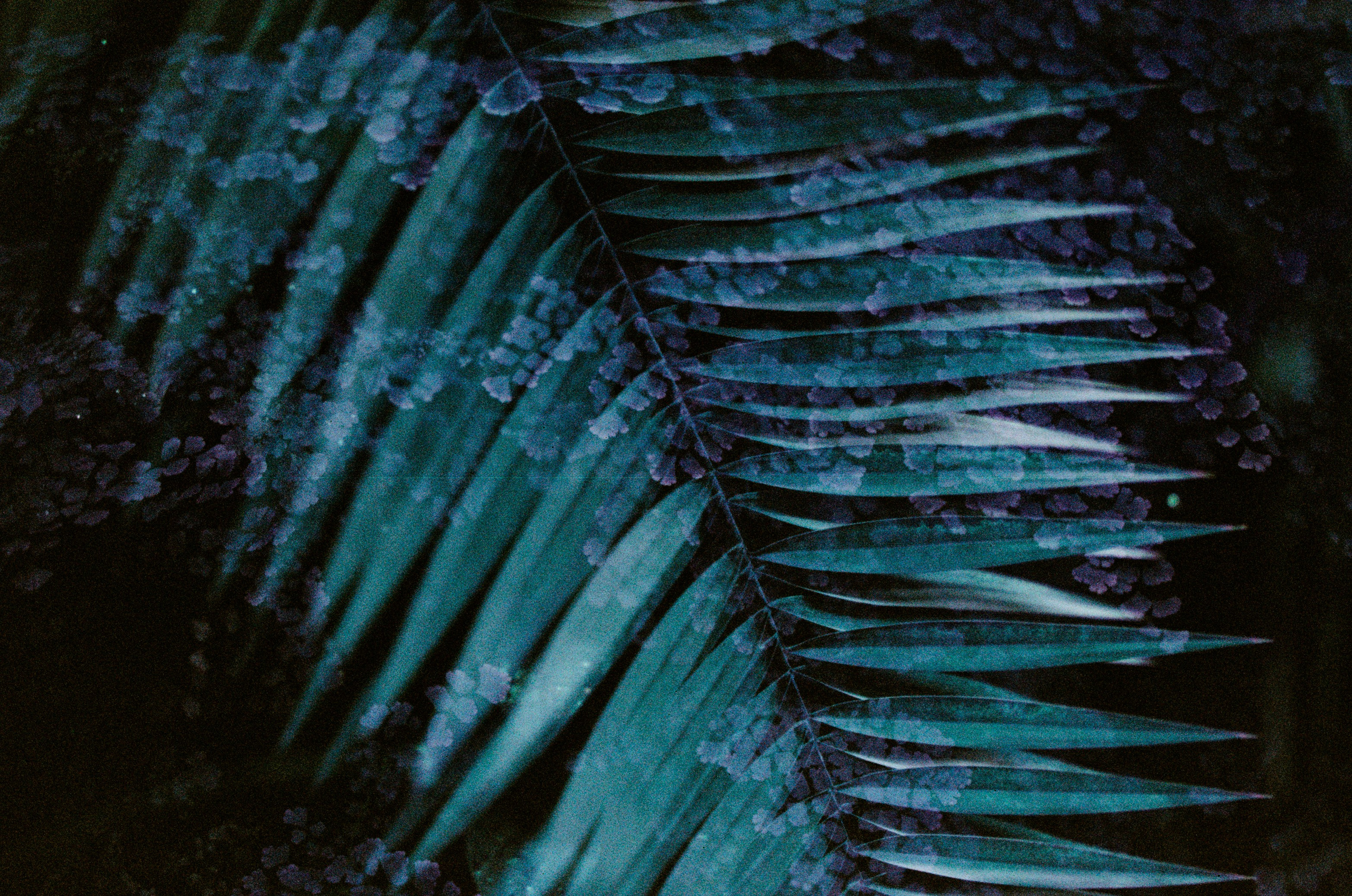 If i get high II. EVER EXPOSED