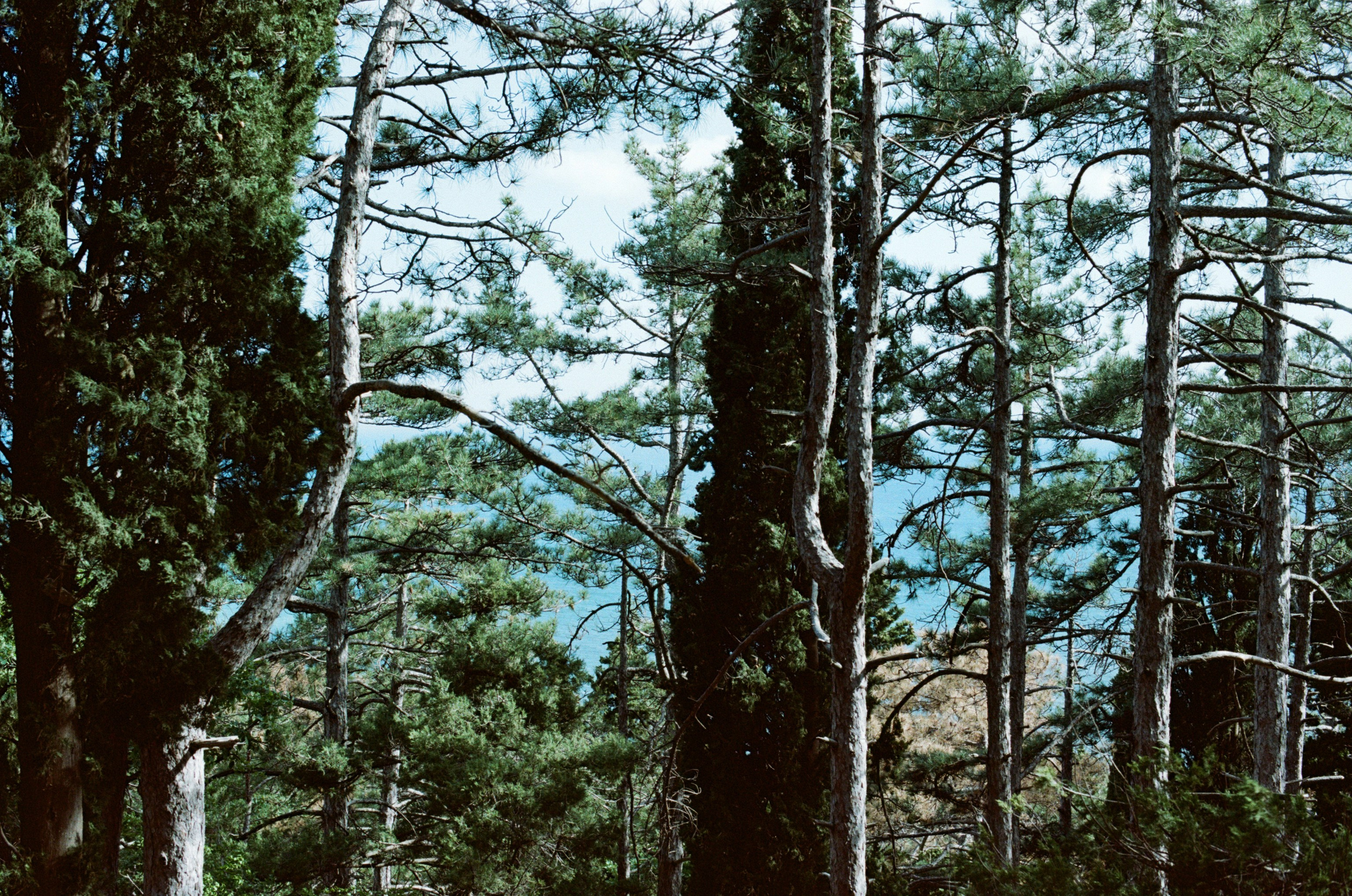 Silver strings // ukraine, crimea. EVER EXPOSED