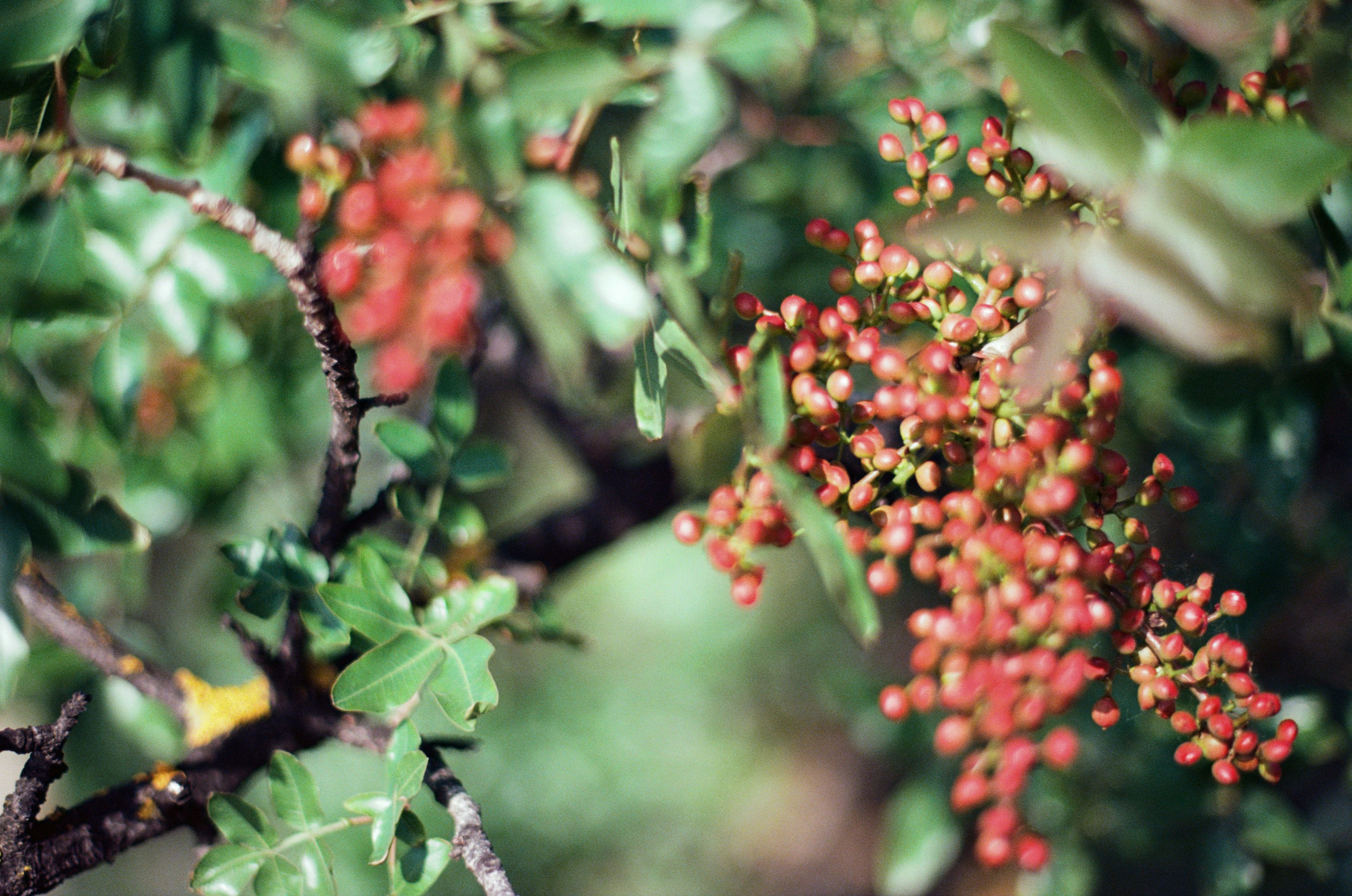 Kool-aid // ukraine, crimea IV. EVER EXPOSED